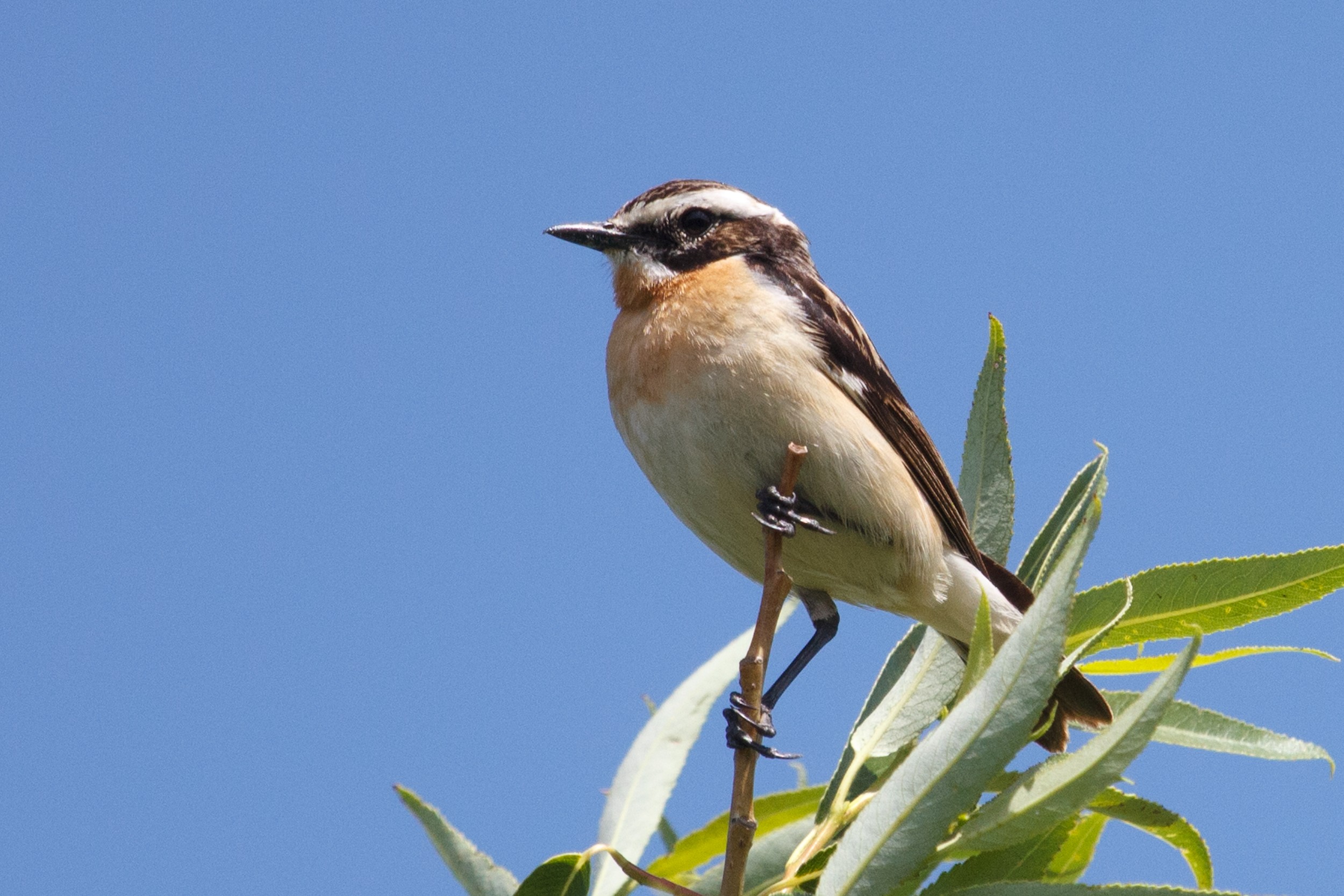 Male whinchat perched in meadow vegetation