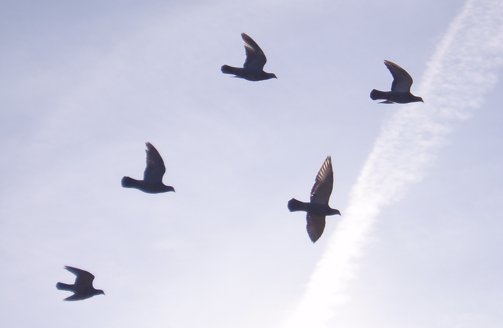 Five homing pigeons flying toward their home loft