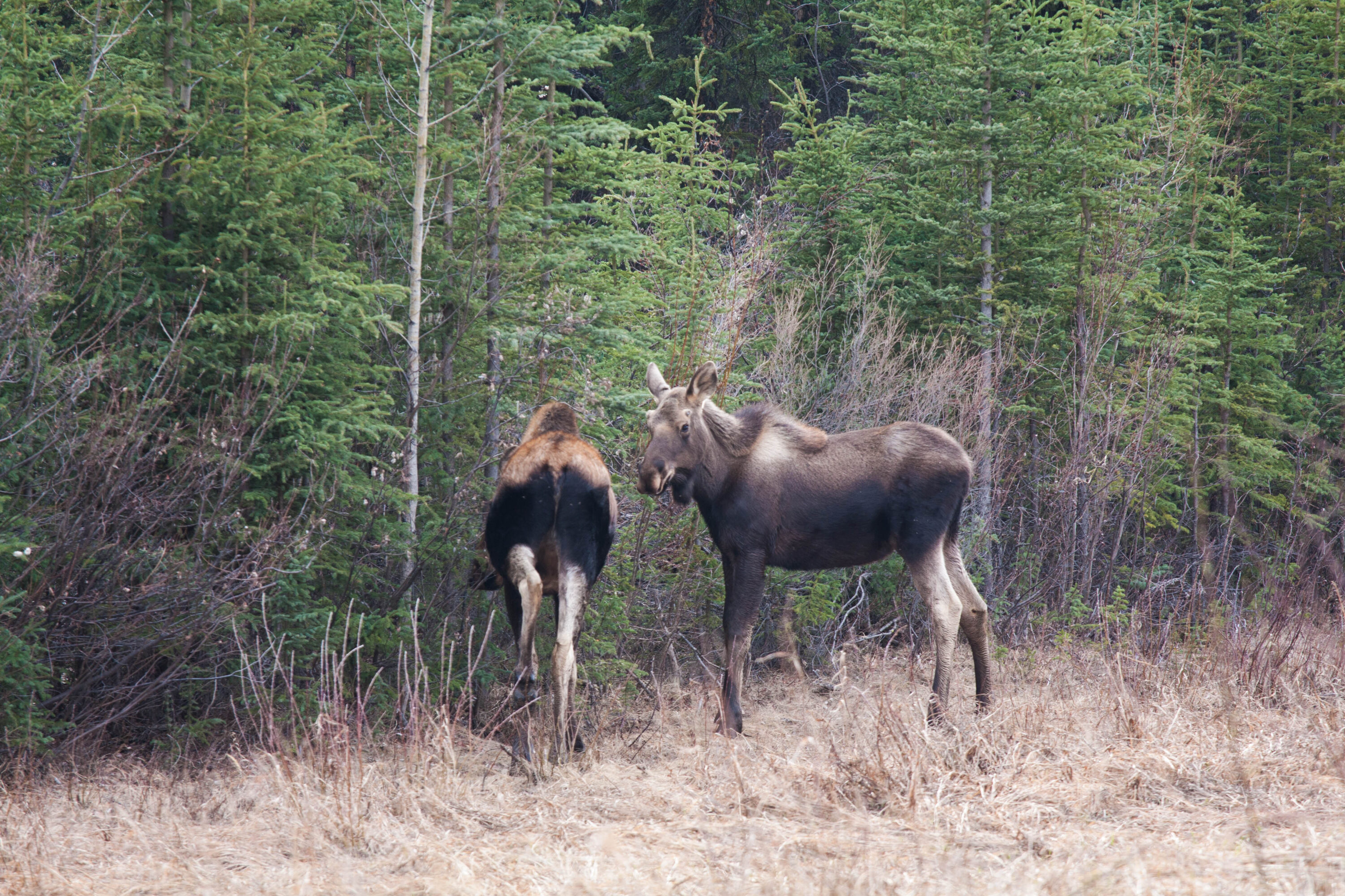 Wild moose in British Columbia forest habitat
