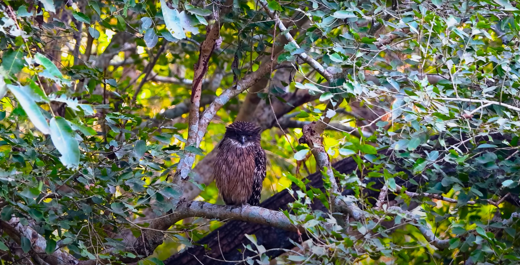Brown fish owl preparing to dive toward a pond