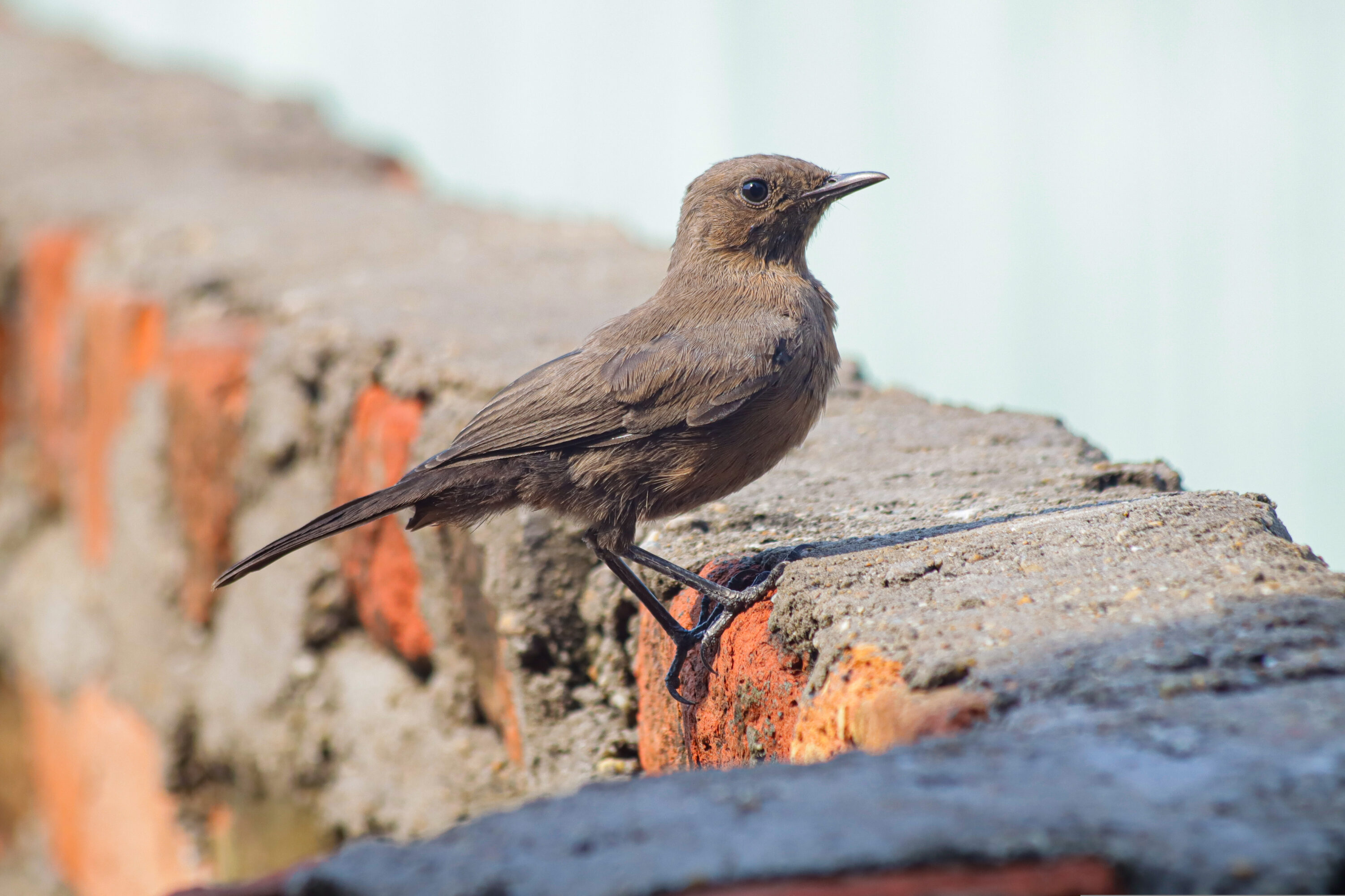 Wild Brown Rock Chat perched on a roof in Janakpur, Nepal