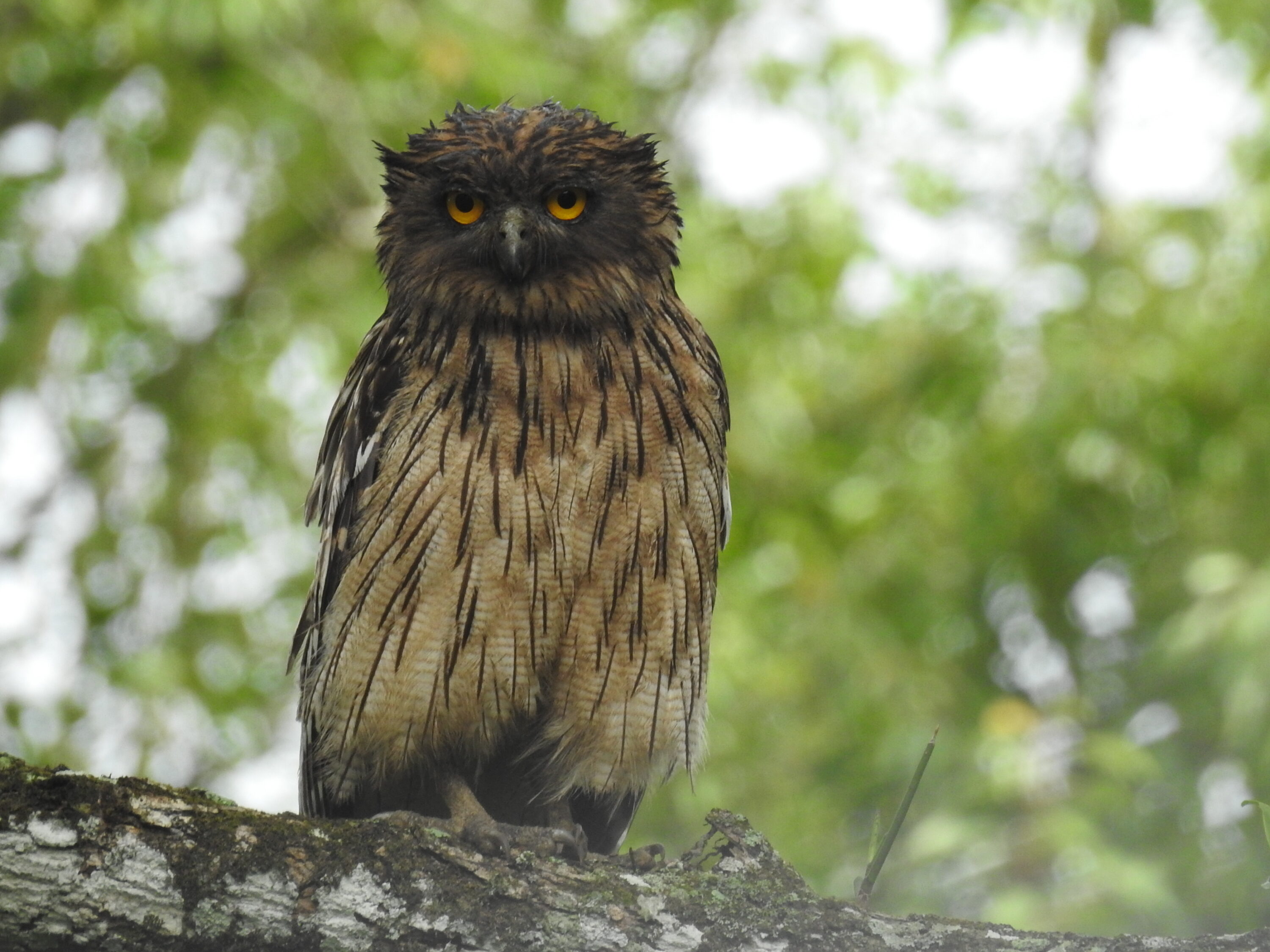 Wild Brown Fish-Owl perched in forest at Biligiriranga Hills Tiger Reserve, India