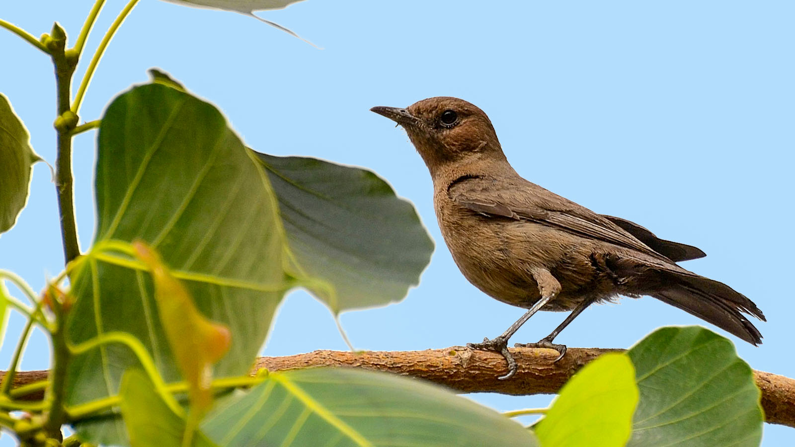 Wild brown rock chat perched on a branch at IIT Delhi in India