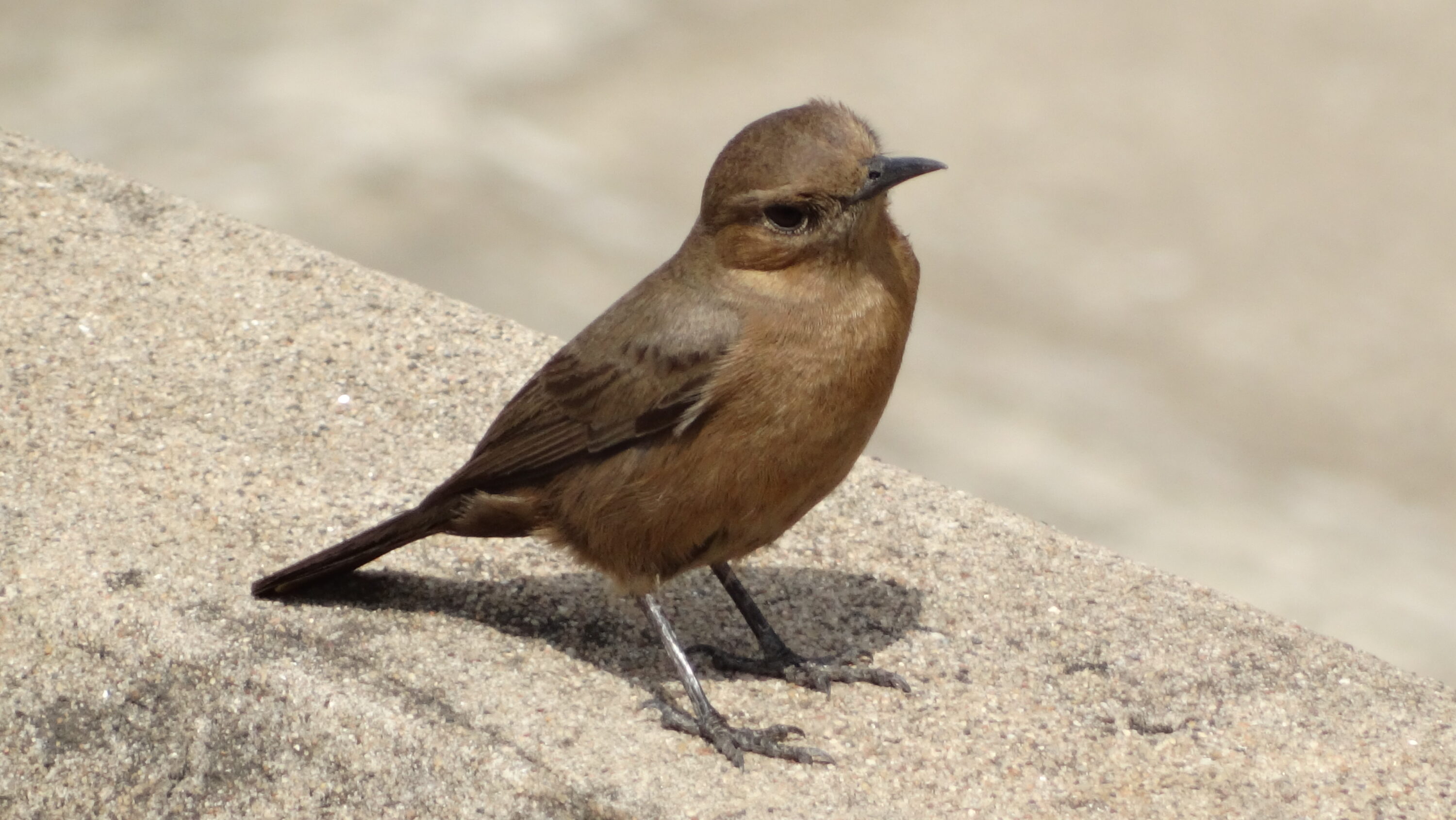 Wild Brown Rock Chat perched on a rock in Madhya Pradesh, India