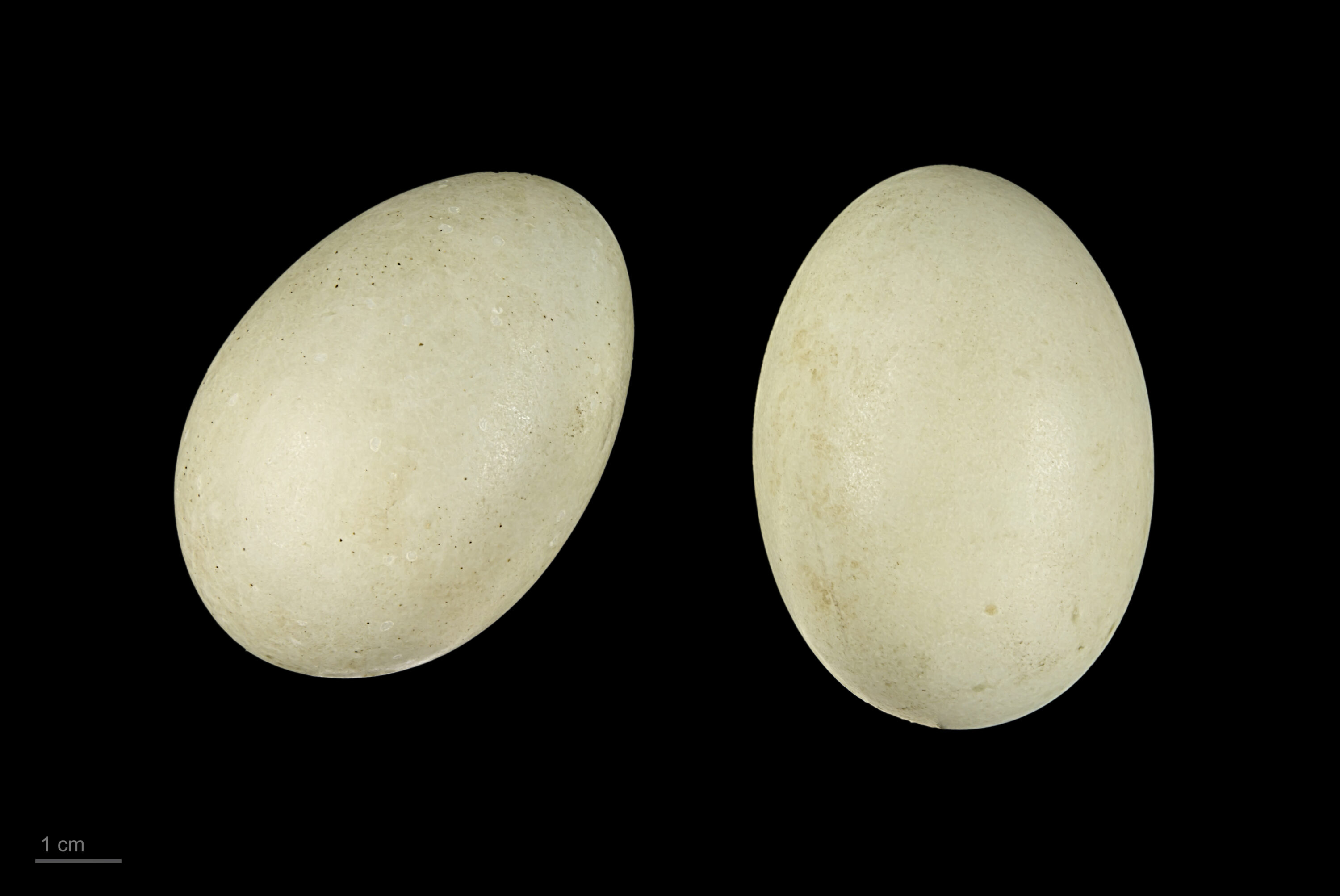 Two common goldeneye eggs from a Finnish museum collection