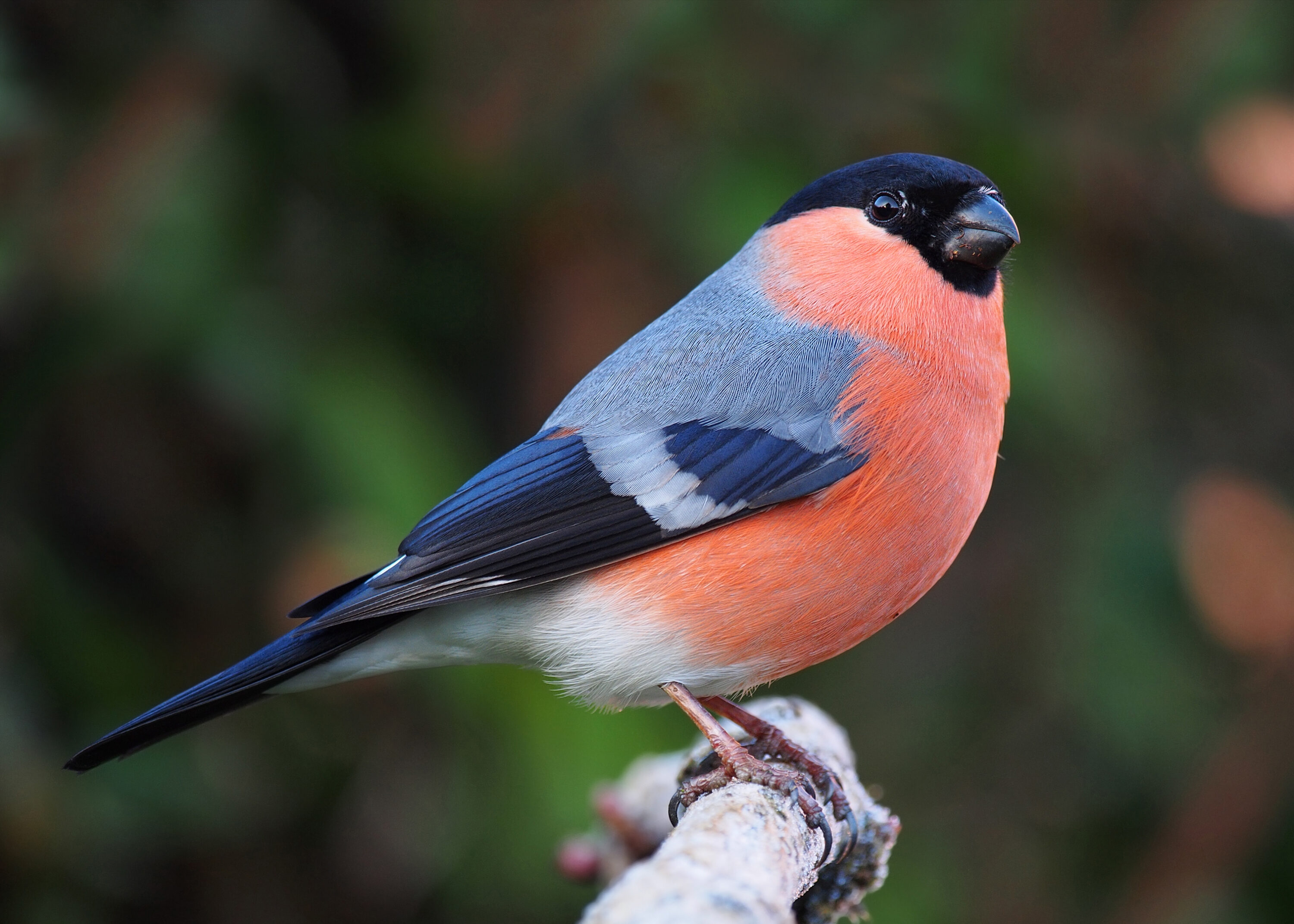 Male Eurasian bullfinch perched on a branch
