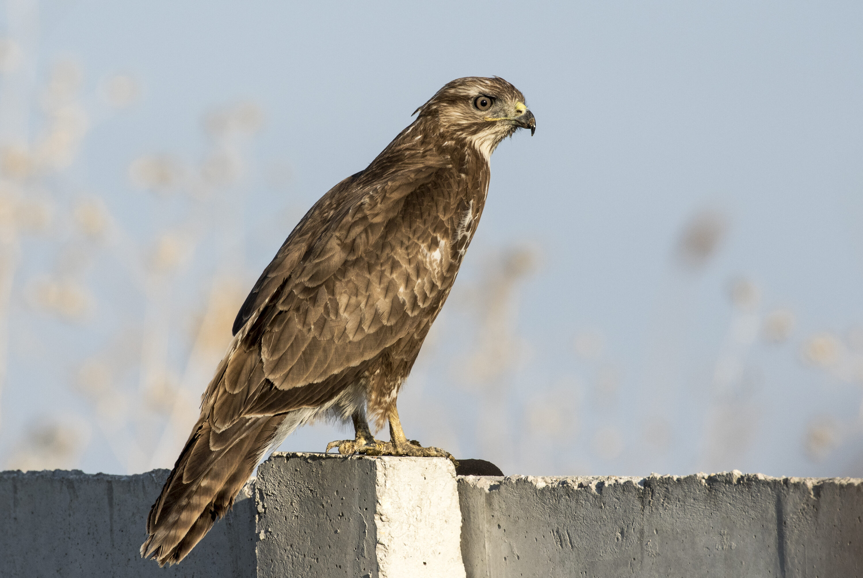 Common buzzard perched on a low concrete structure