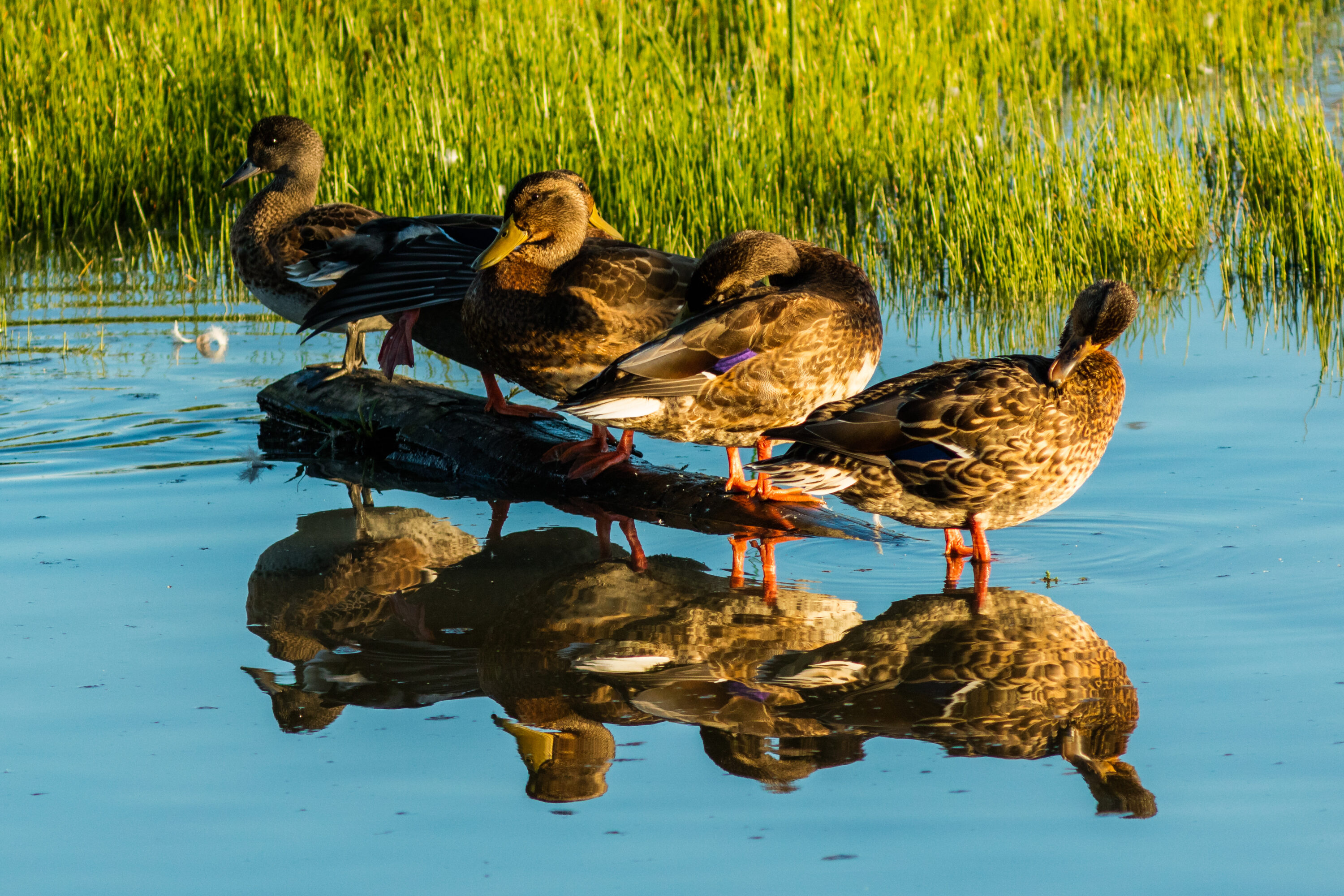 Wild mallards in Potter Marsh, Alaska