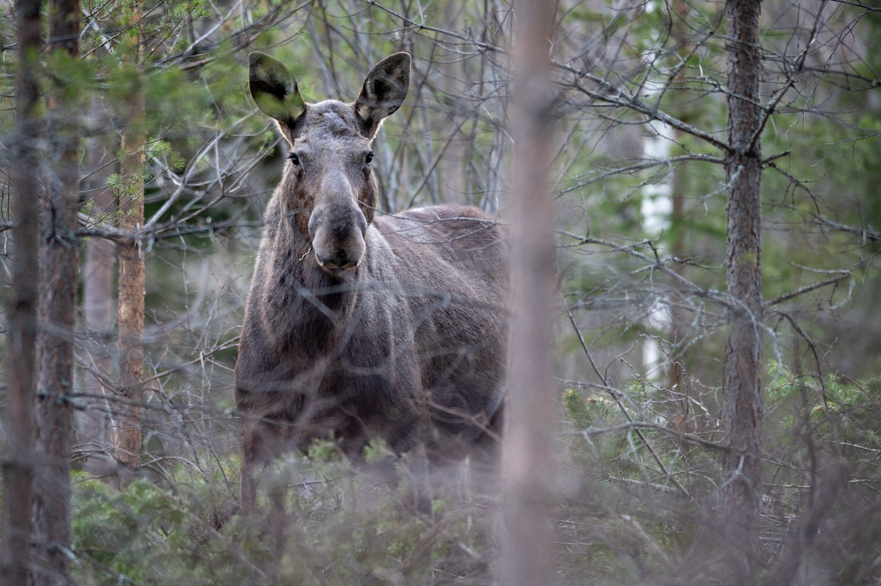 Wild female moose in Hamra National Park, Sweden