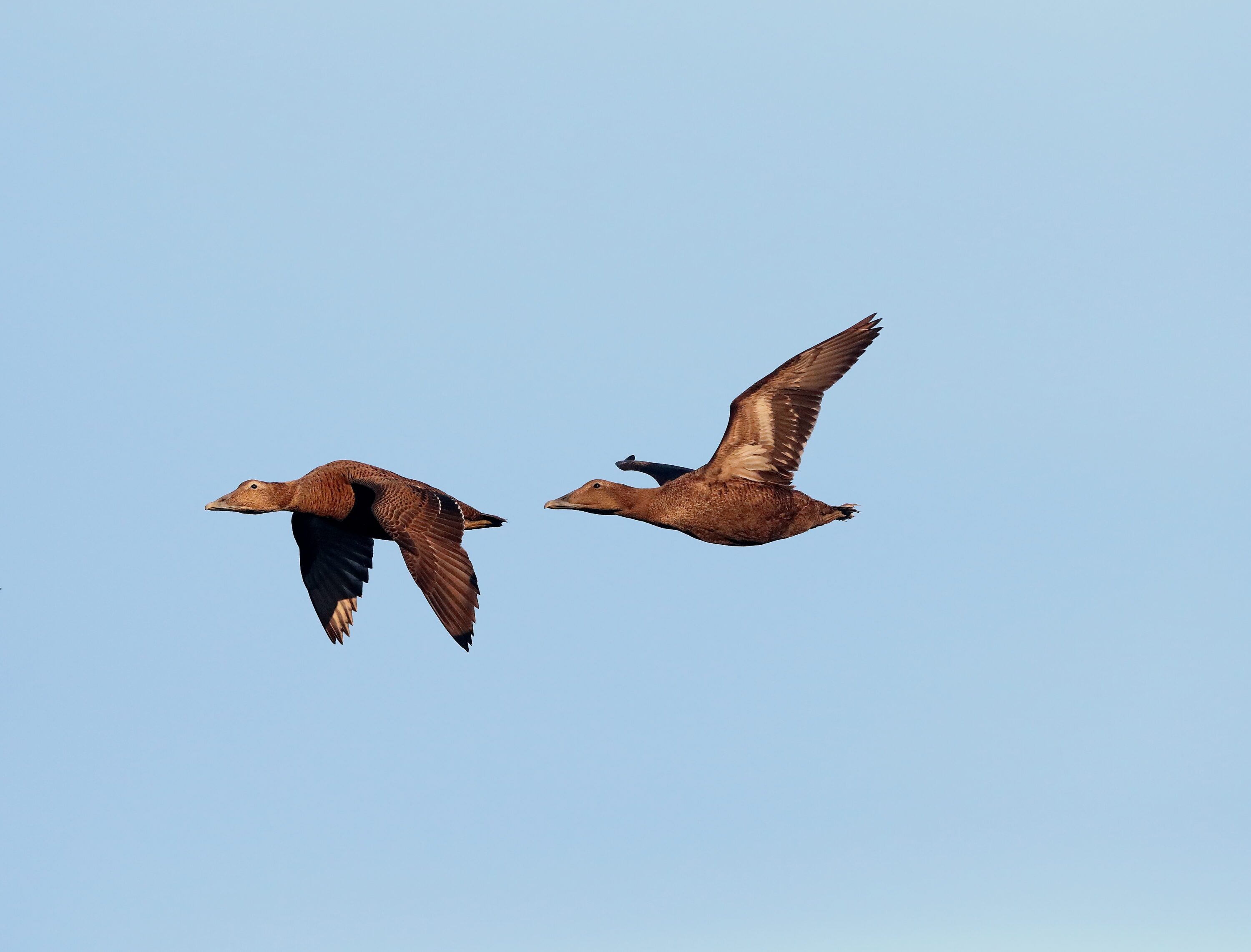 Two common eiders flying over the coast
