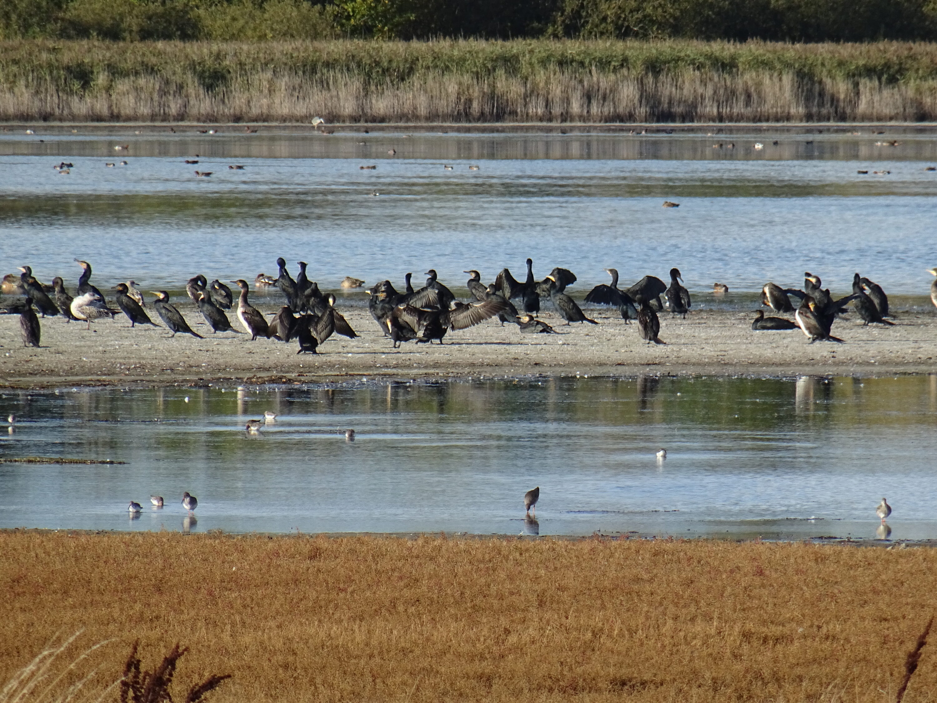 Great cormorant at Østerø Lake in Nyborg Municipality, Denmark