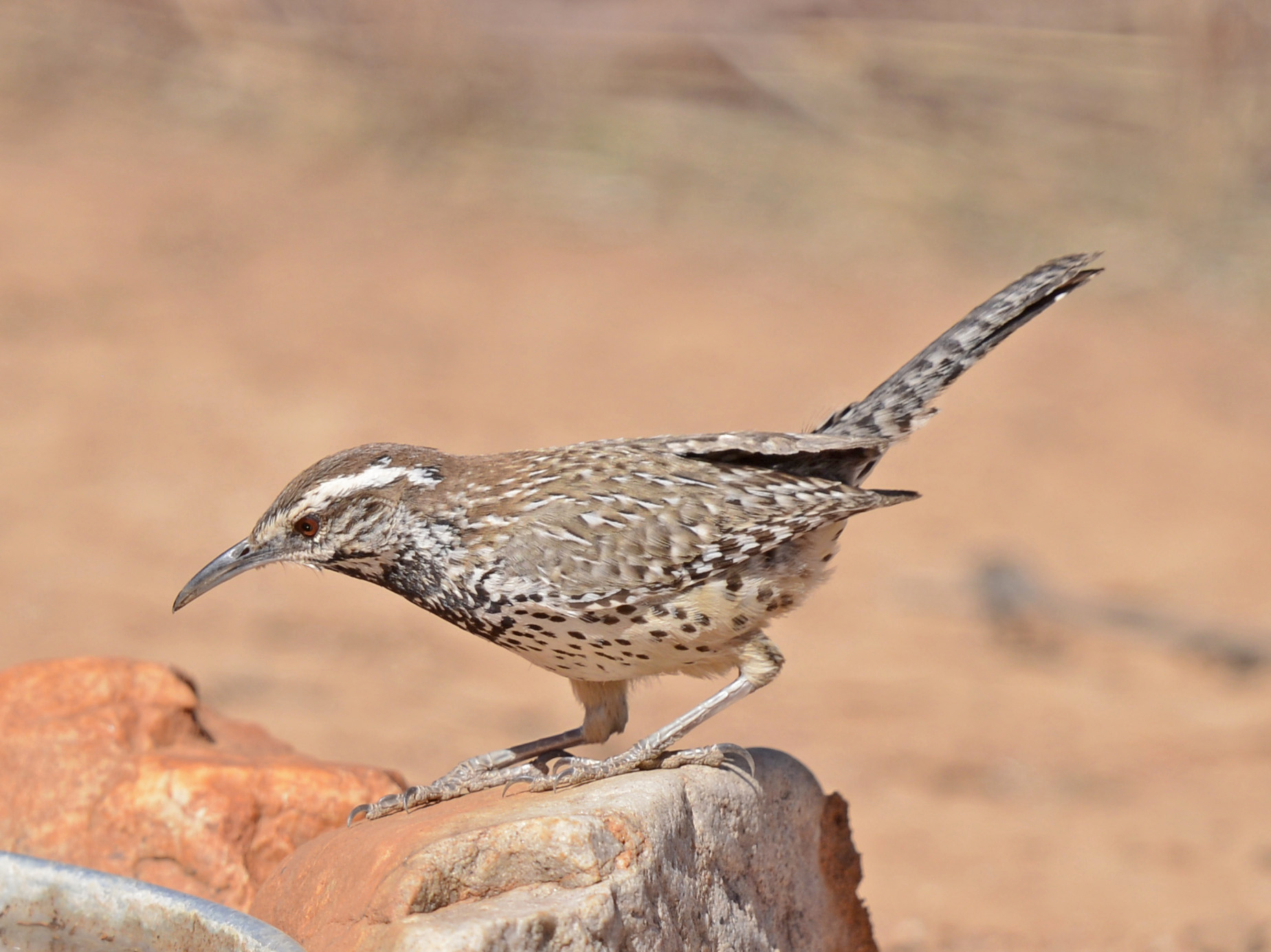 Cactus wren standing in southeastern Arizona