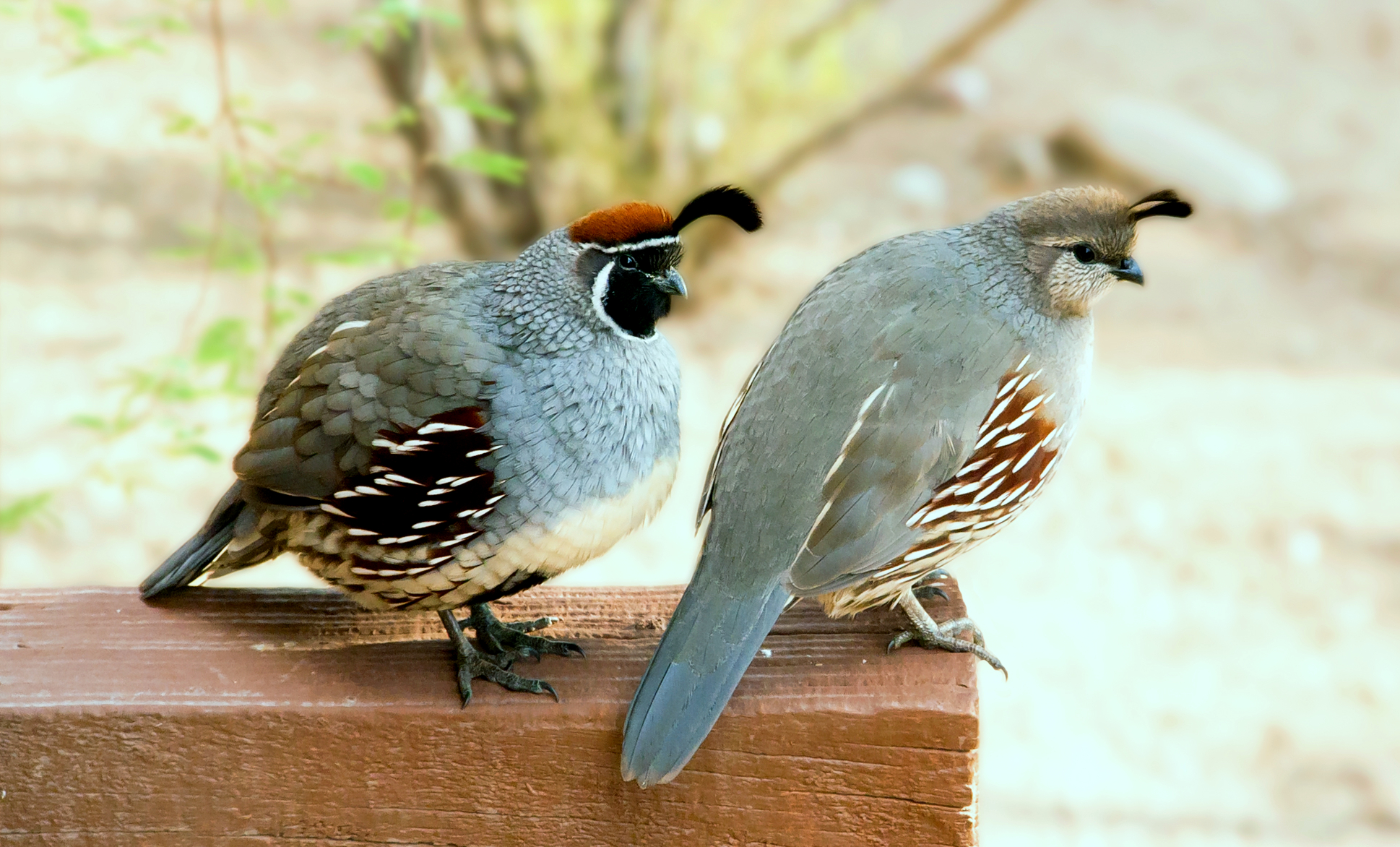 Male and female Gambel's quail together in Phoenix, Arizona