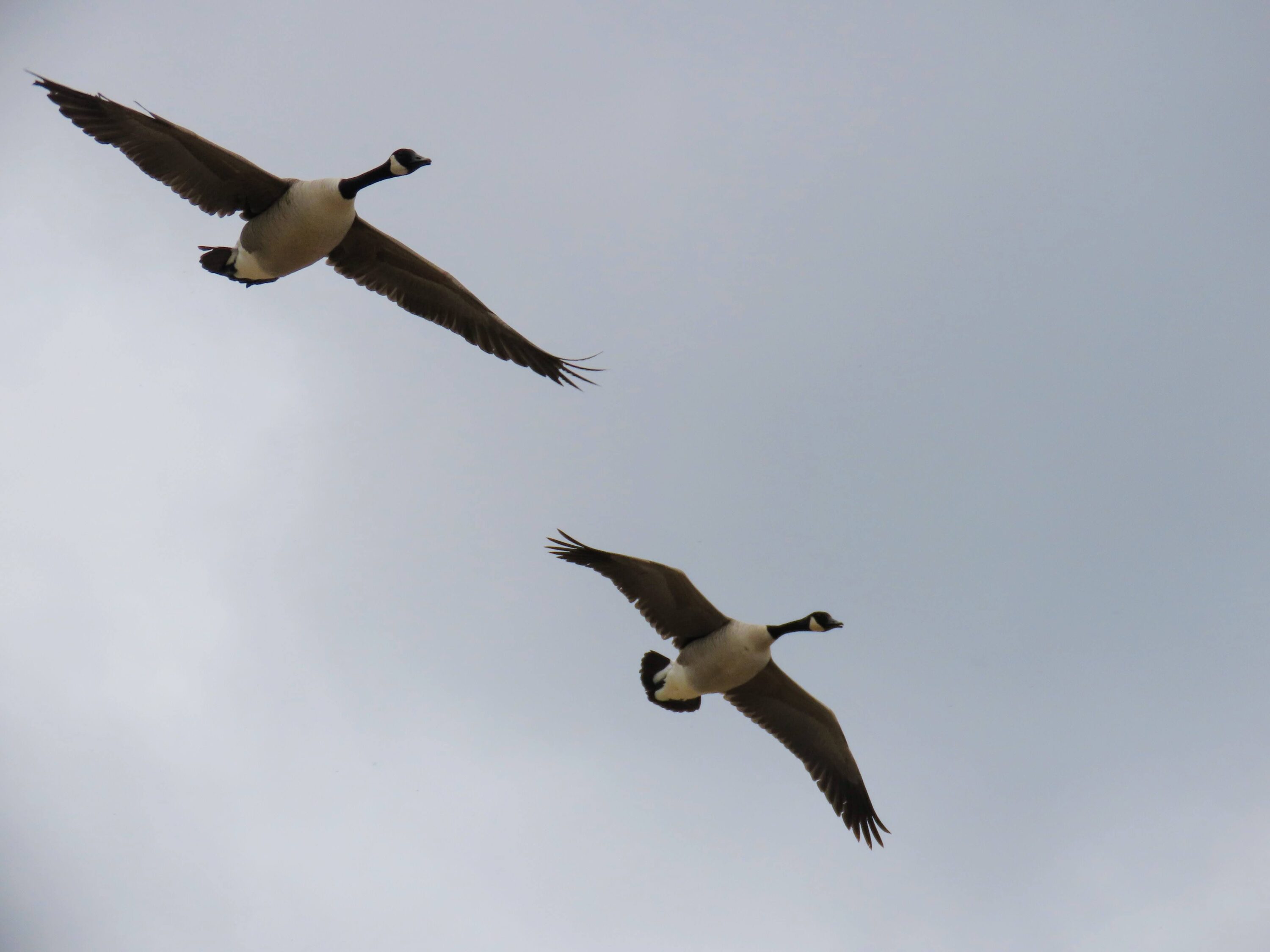 Two Canada geese in flight