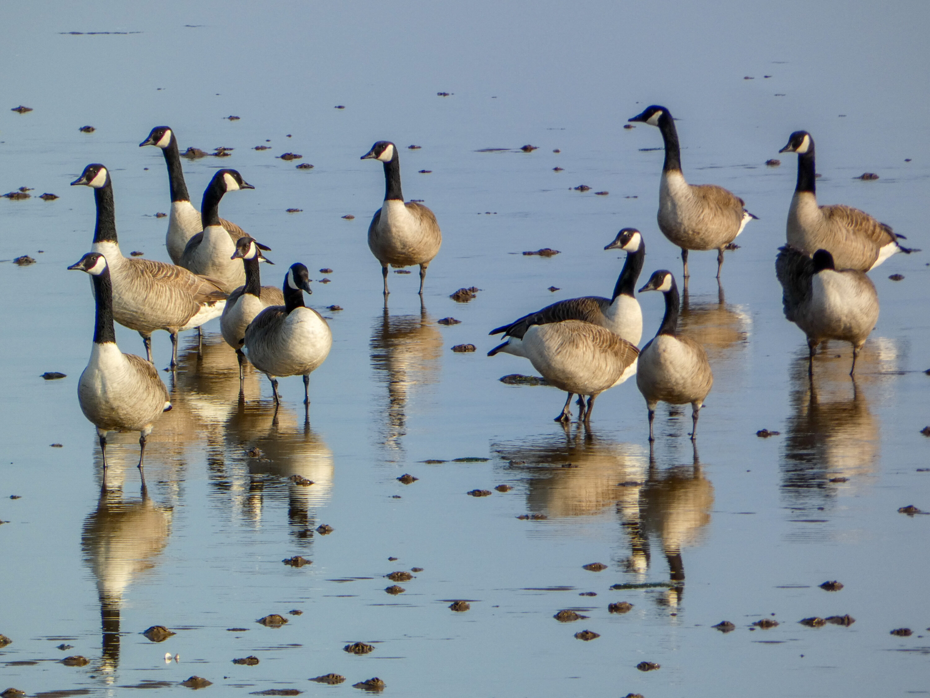 Flock of Canada geese standing in shallow water at Musselburgh, Scotland
