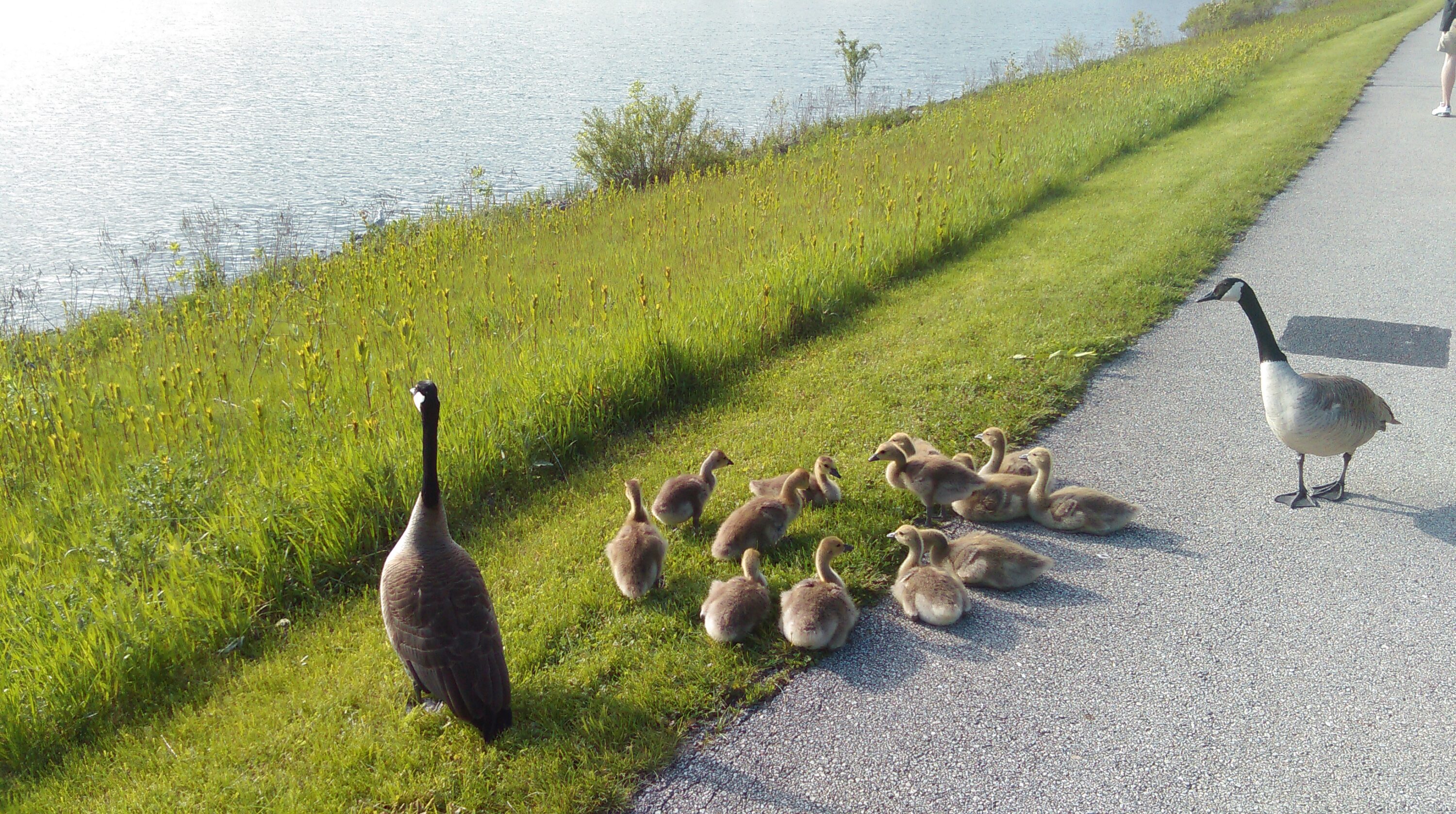 Canada geese and goslings at Lake Arlington in Arlington Heights, Illinois