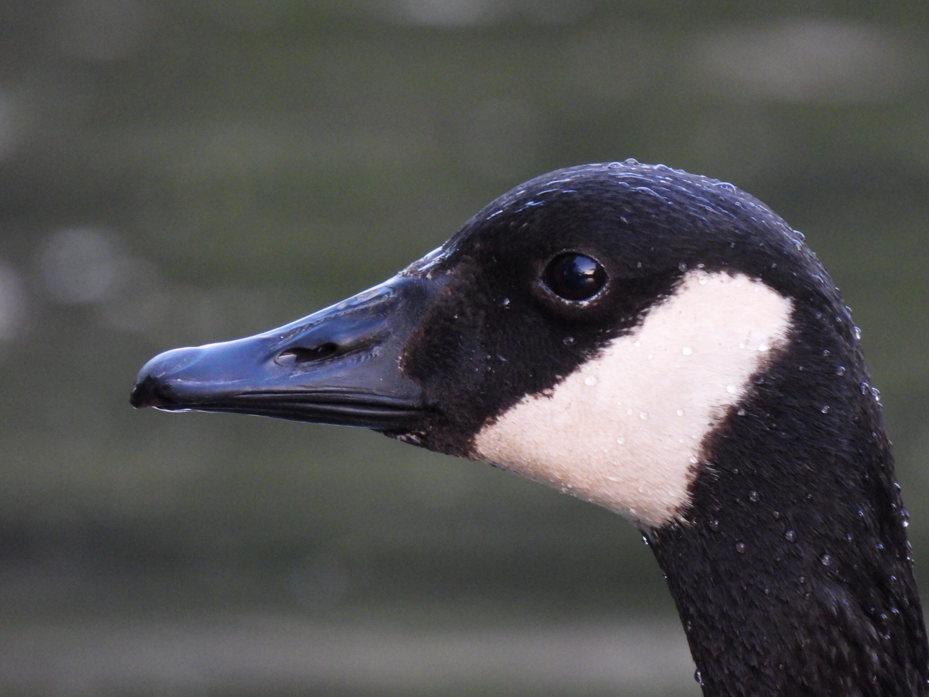 Close-up of a Canada goose head with water droplets on its feathers