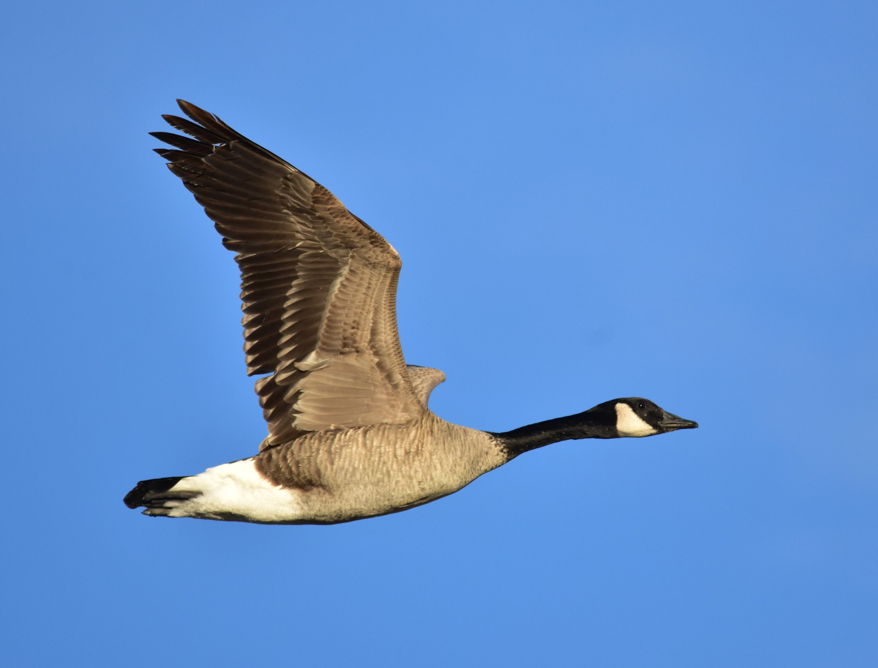 Canada goose in flight against a clear blue sky