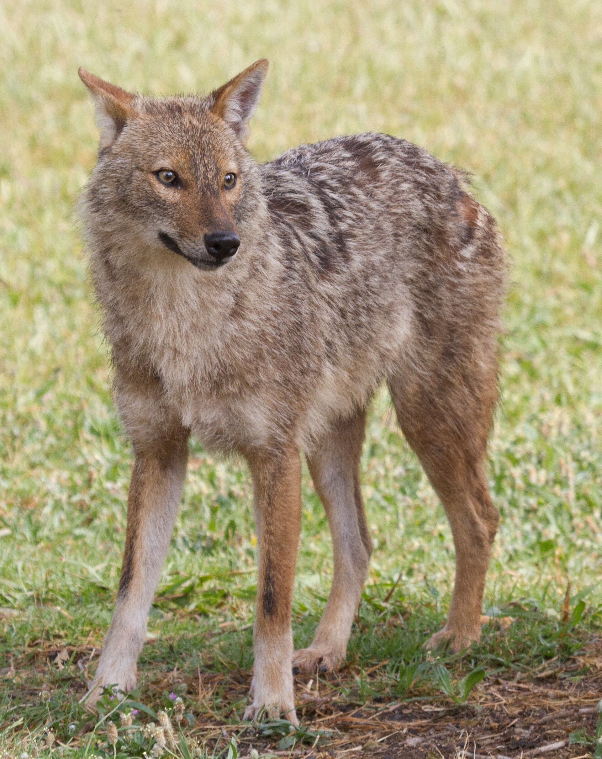 Golden jackal in Yarkon Park, Tel Aviv, Israel