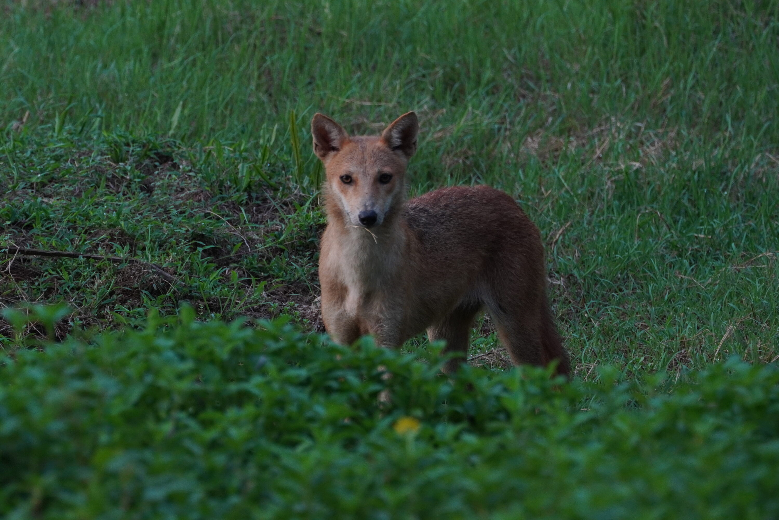 Golden jackal standing in natural habitat