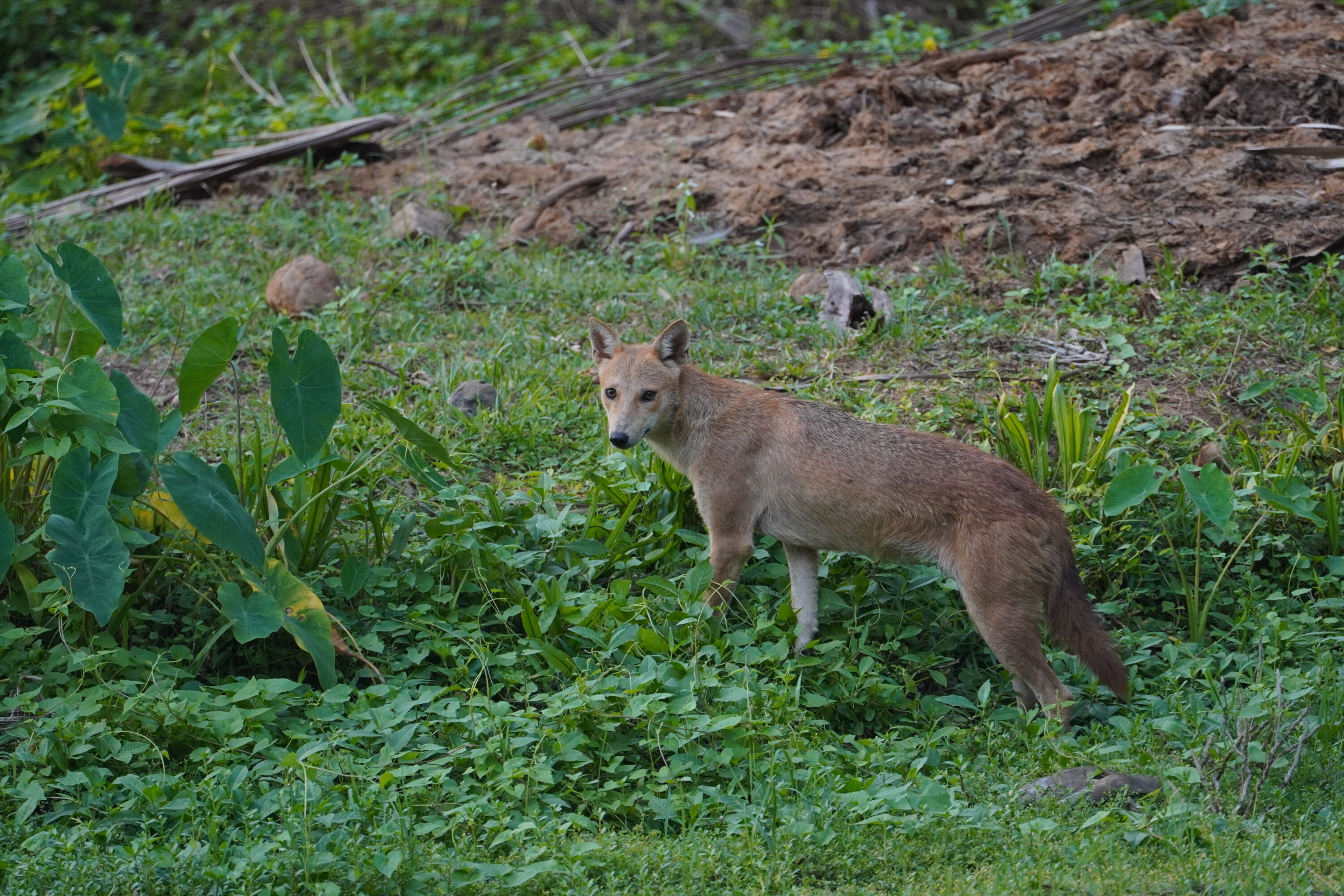 Golden jackal looking toward the camera