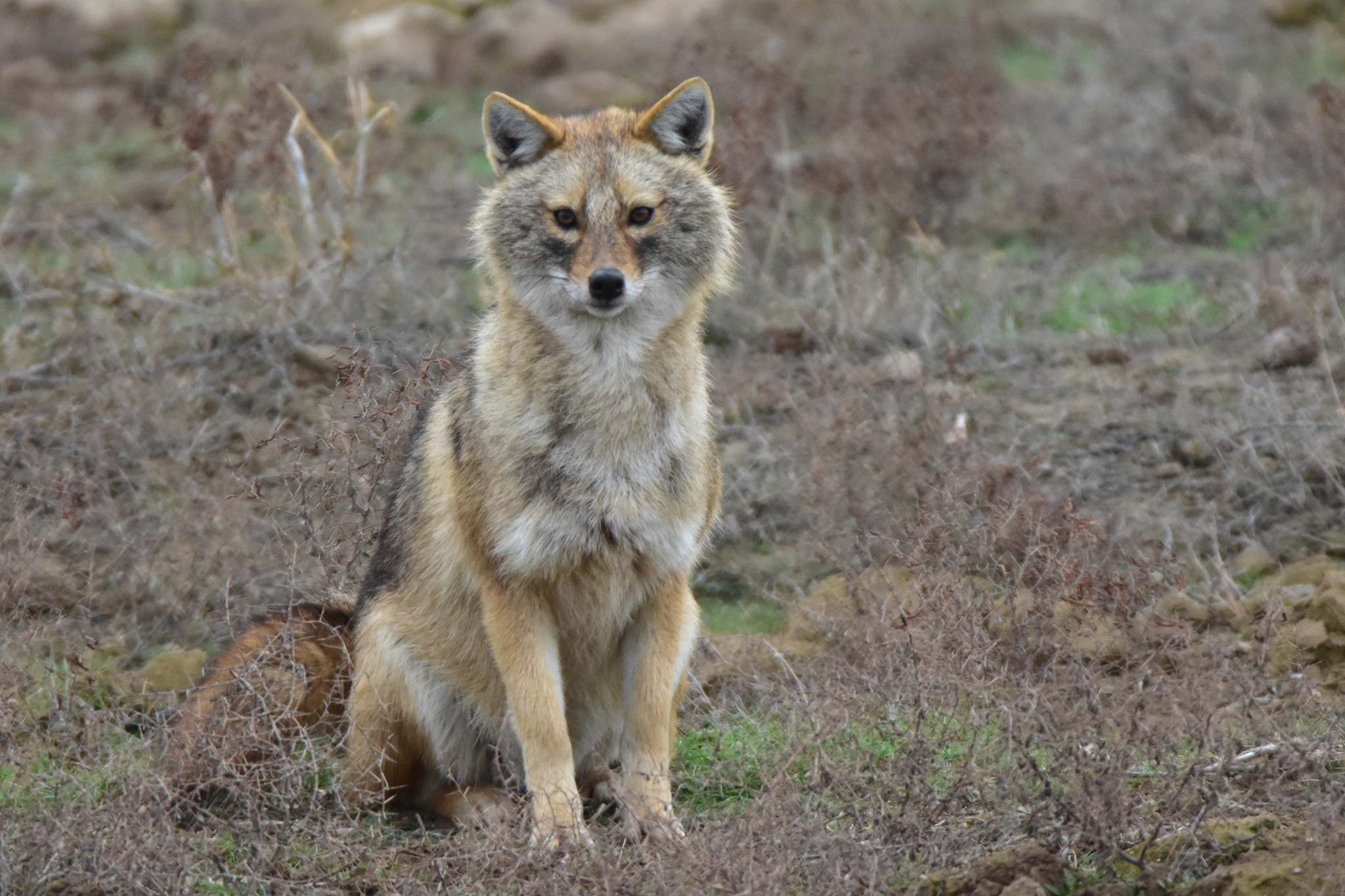 Golden jackal standing in Kazakhstan