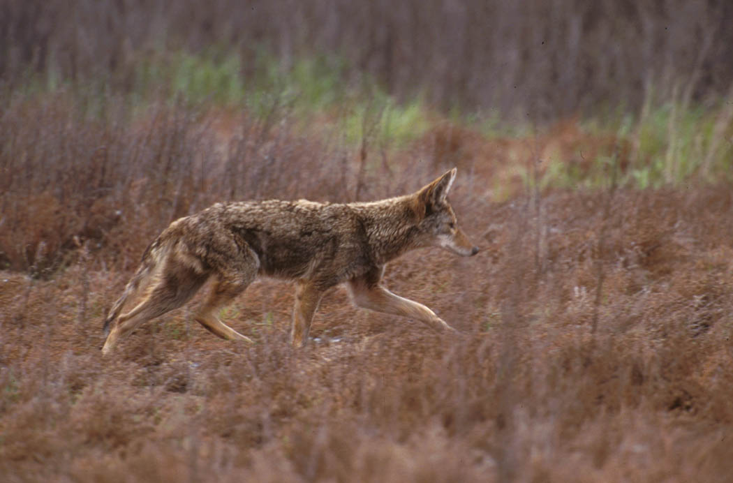 Coyote walking through open vegetation