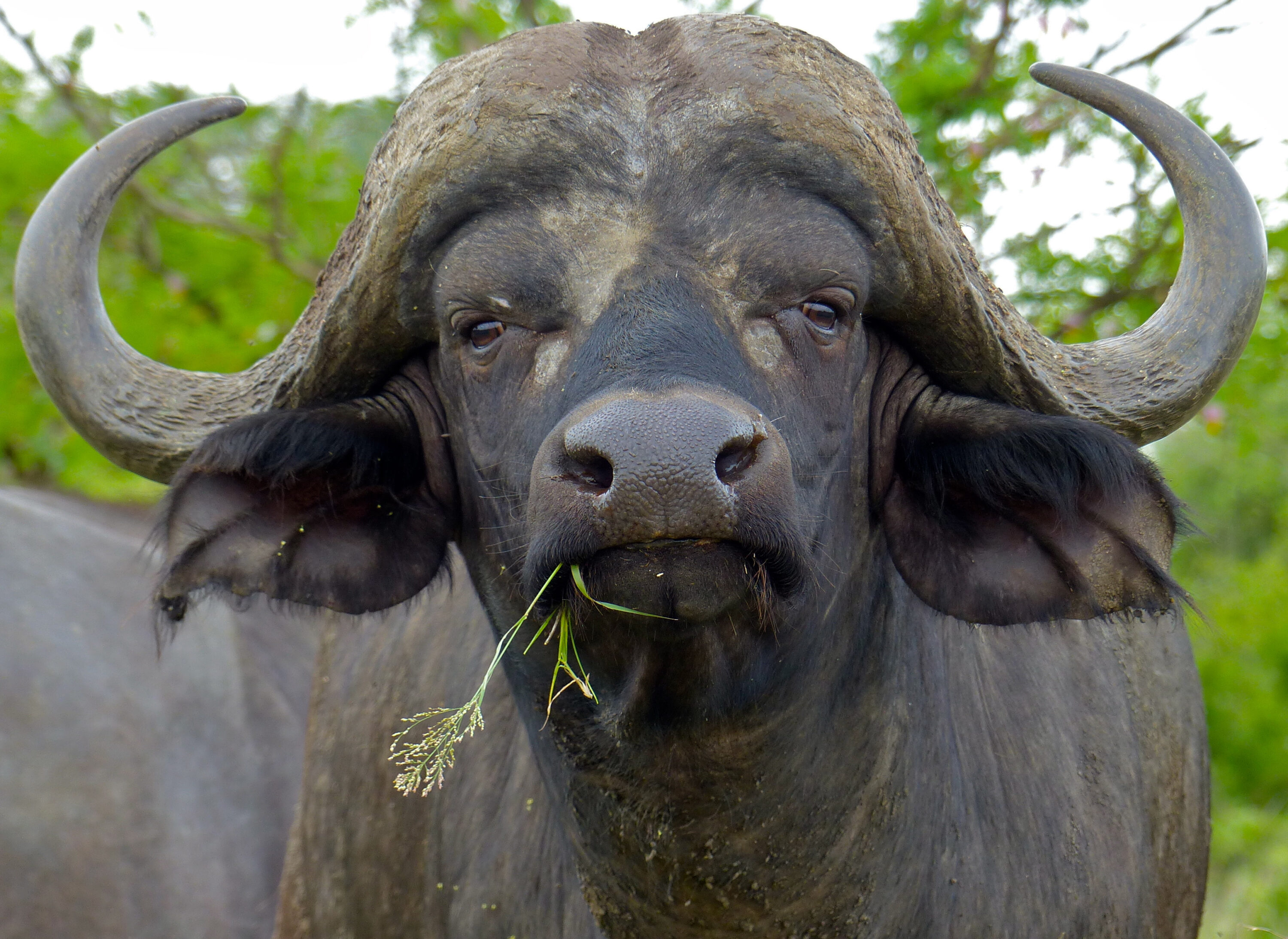 Close-up portrait of an African buffalo bull
