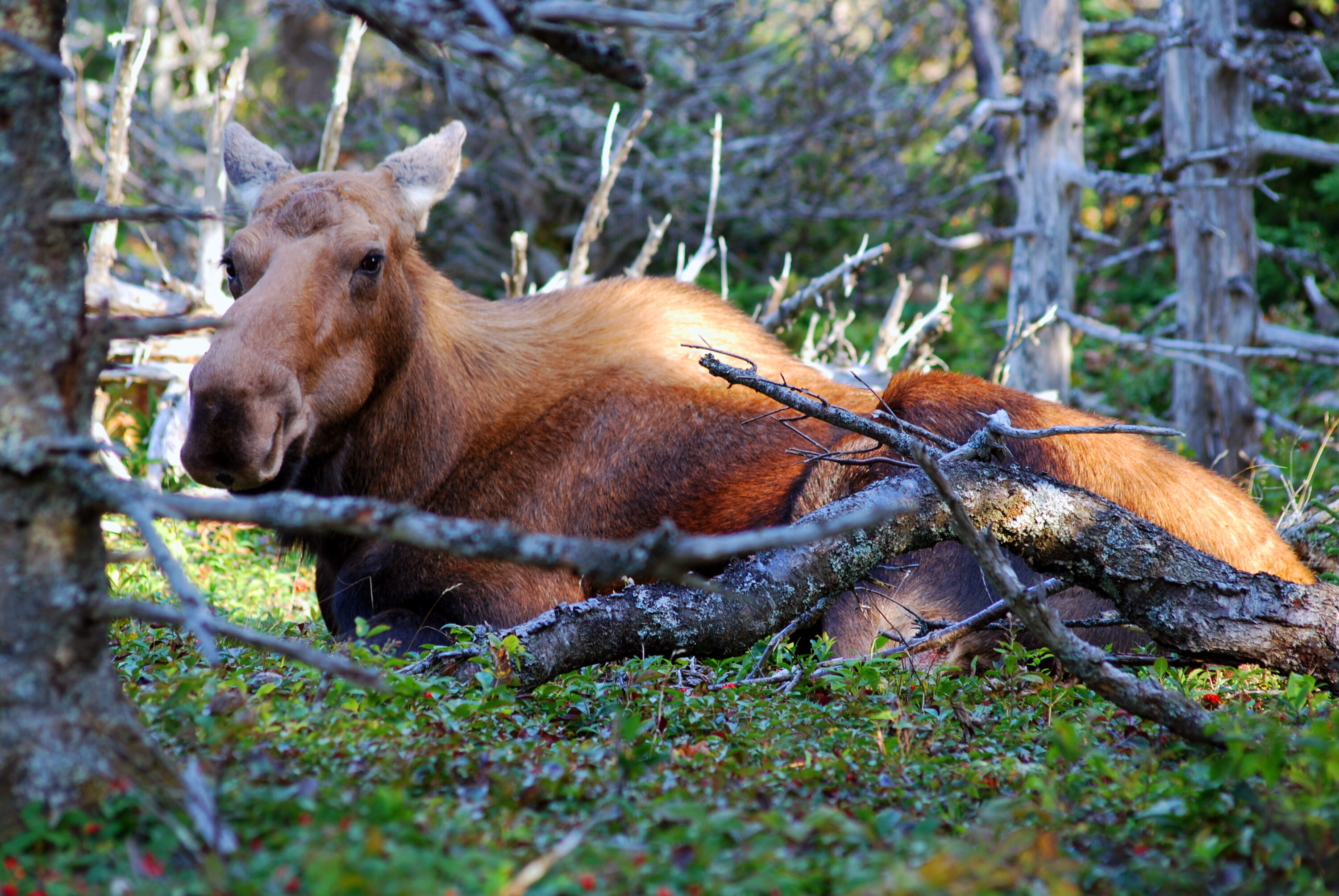 Moose in Cape Breton Highlands National Park