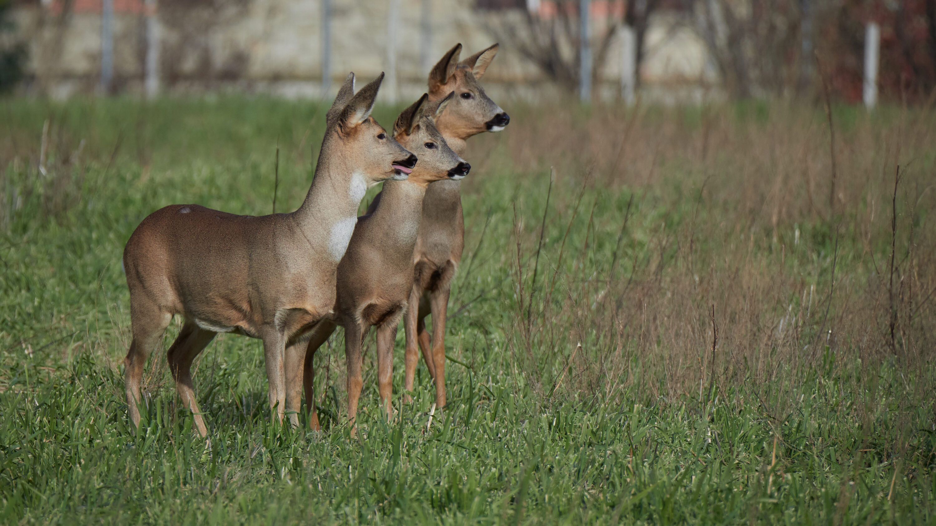 Three roe deer standing alert in open grassland in Italy