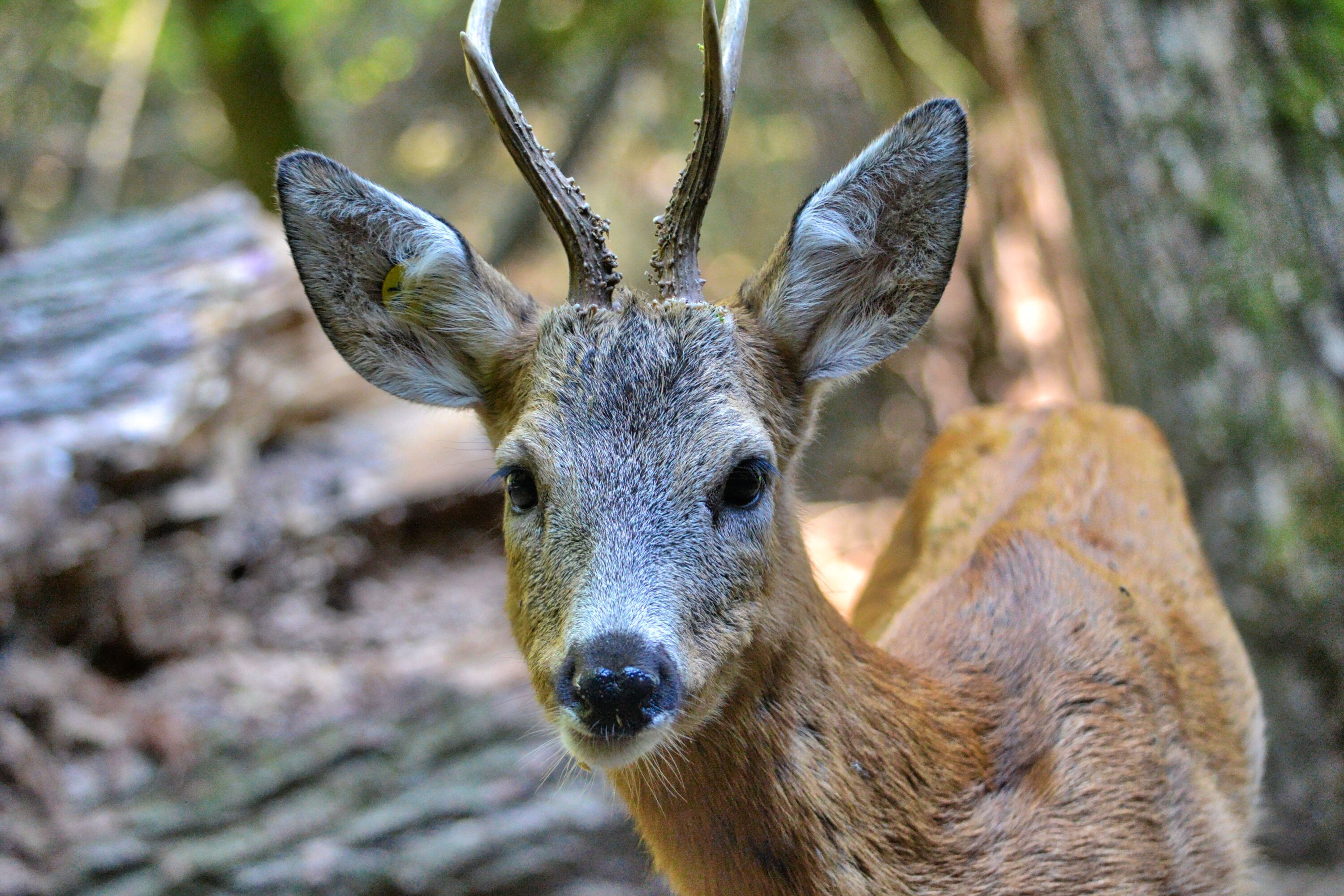 Roe deer at Sant'Alessio, Italy