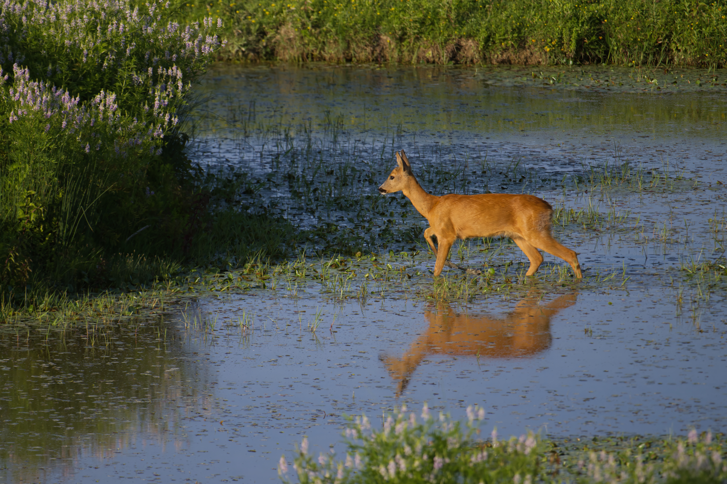European roe deer walking through shallow water in summer