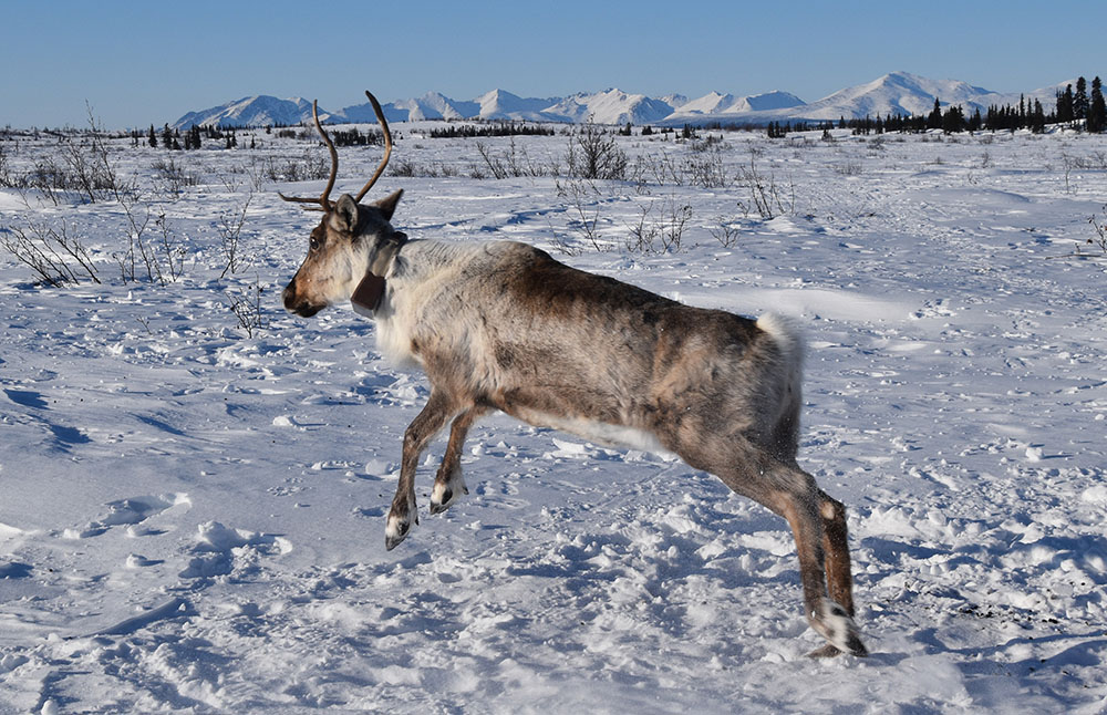 GPS-collared female caribou from the Western Arctic Herd running across snow