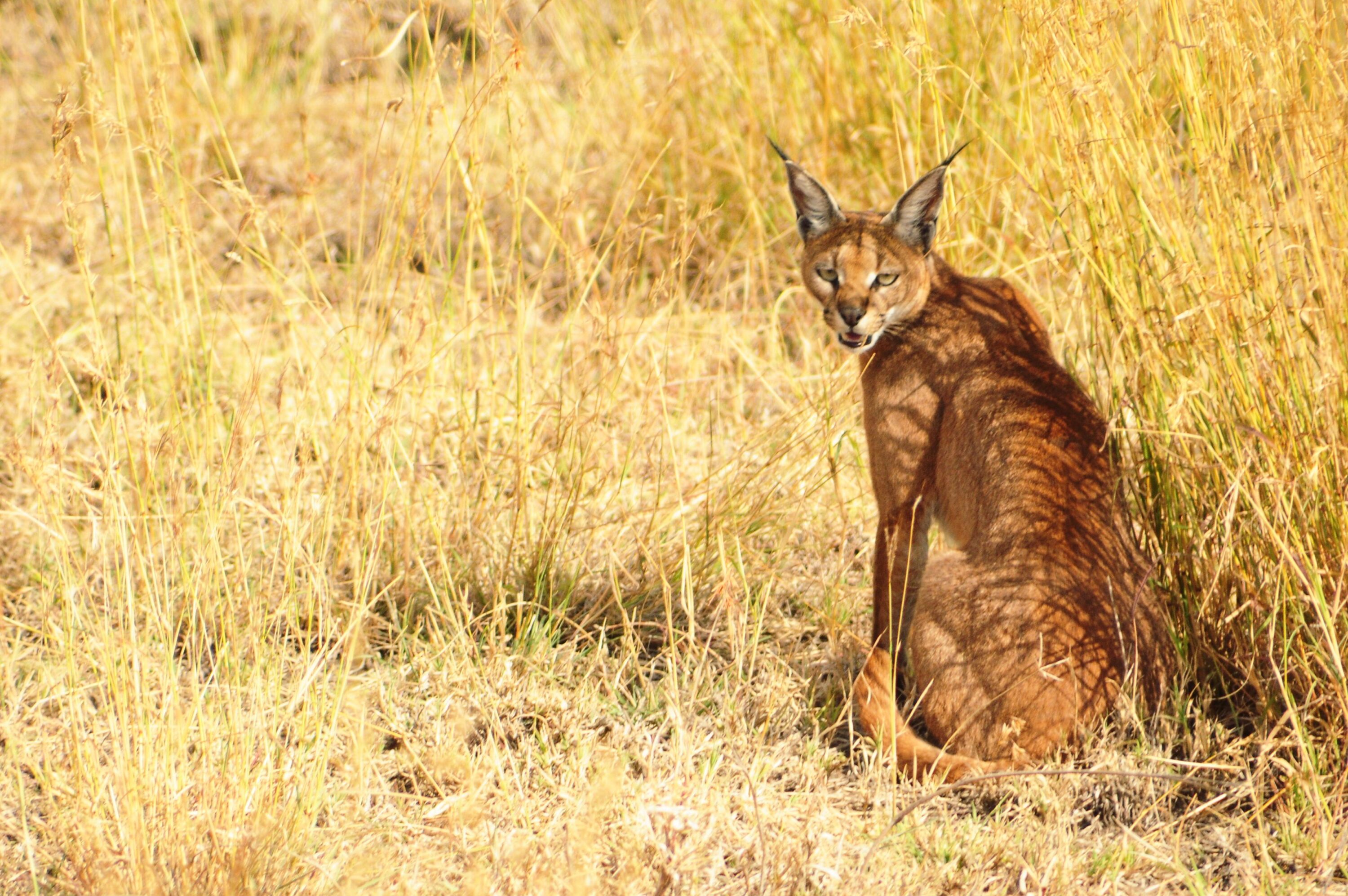 Wild caracal sitting in dry grassland