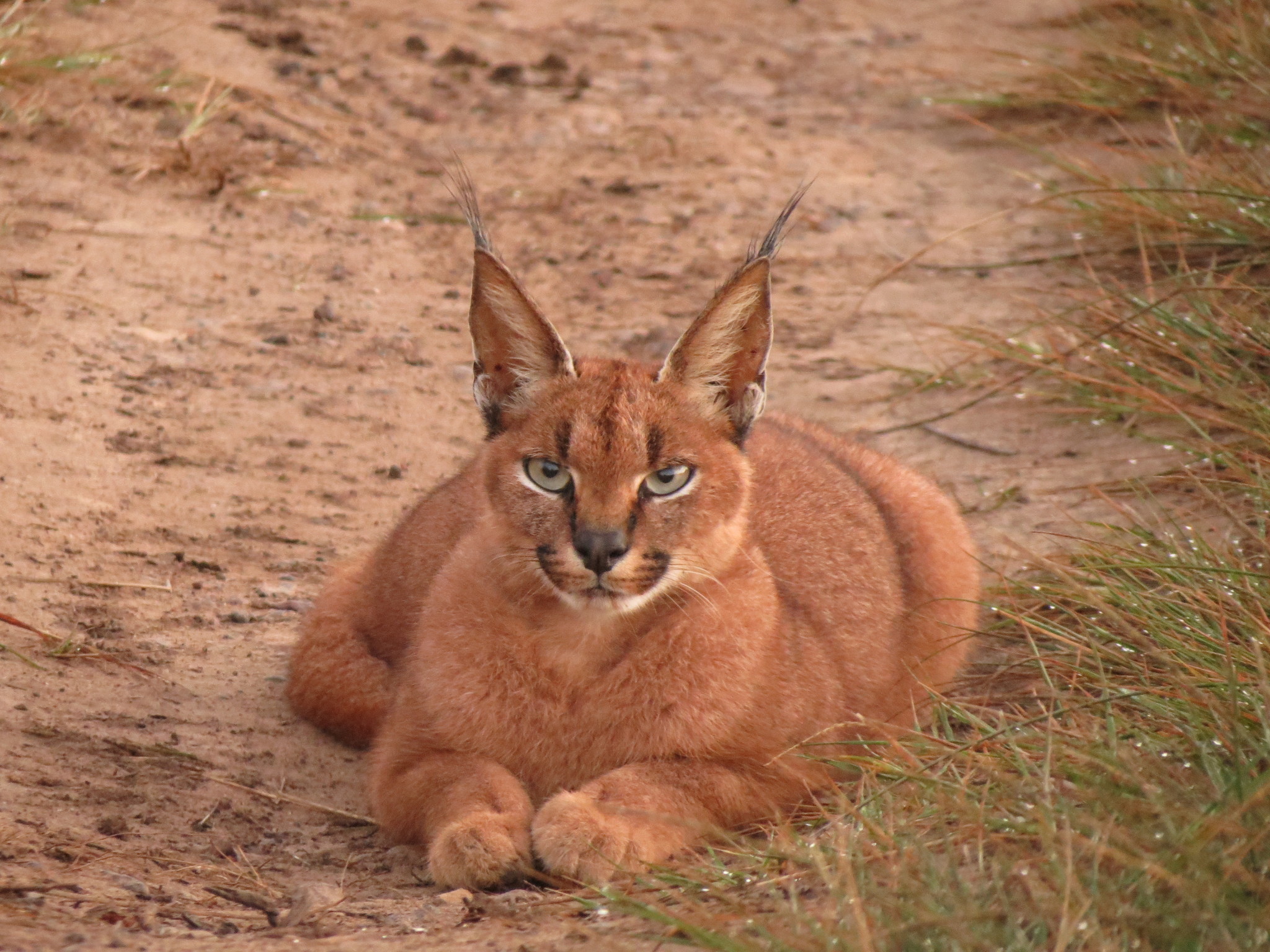 Caracal resting on sandy ground with head and tufted ears clearly visible