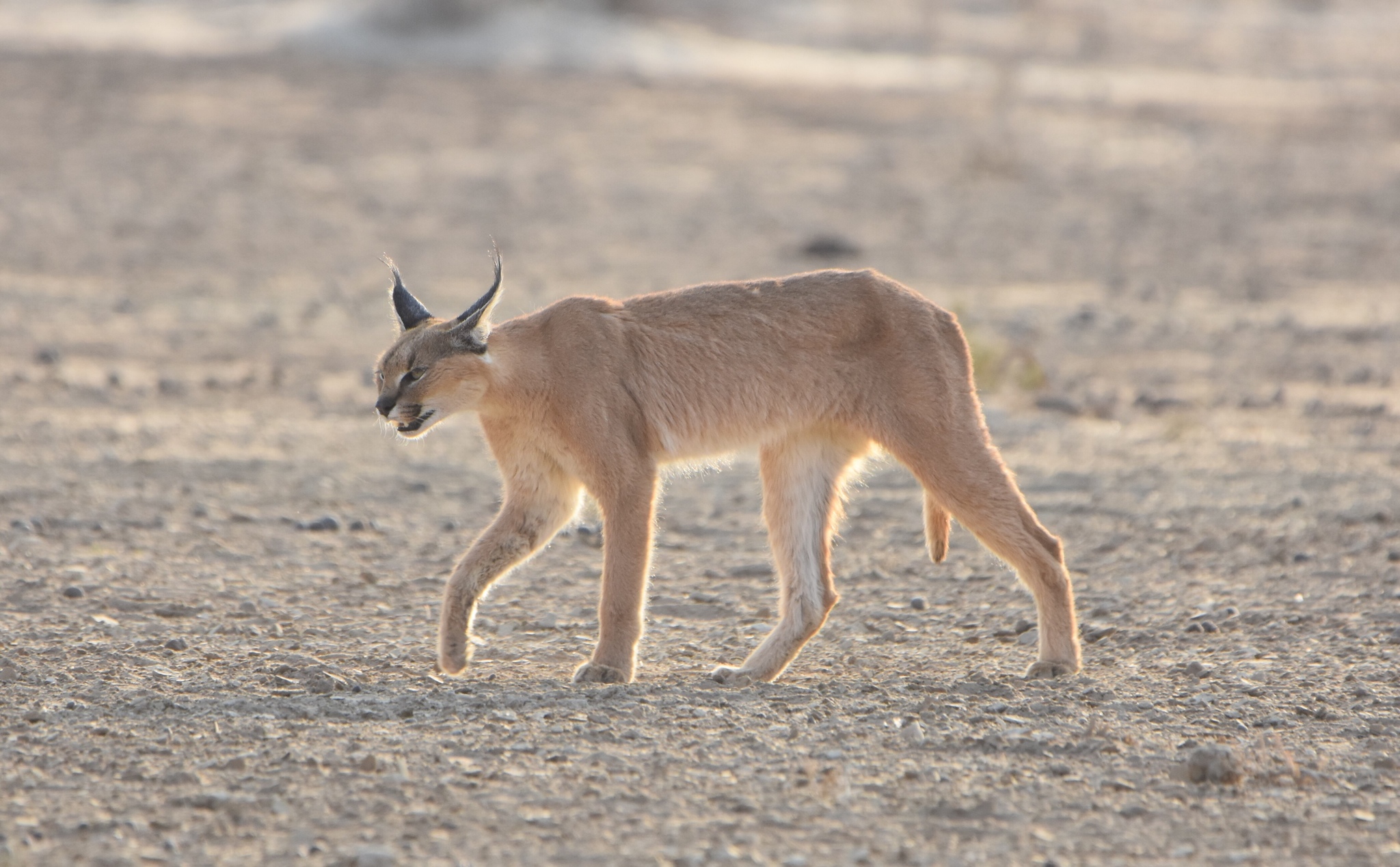Wild caracal walking across open arid ground