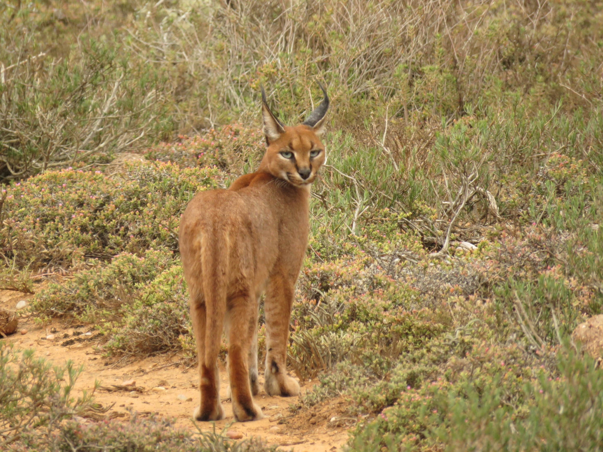 Wild caracal standing in vegetation in Addo Elephant National Park, South Africa