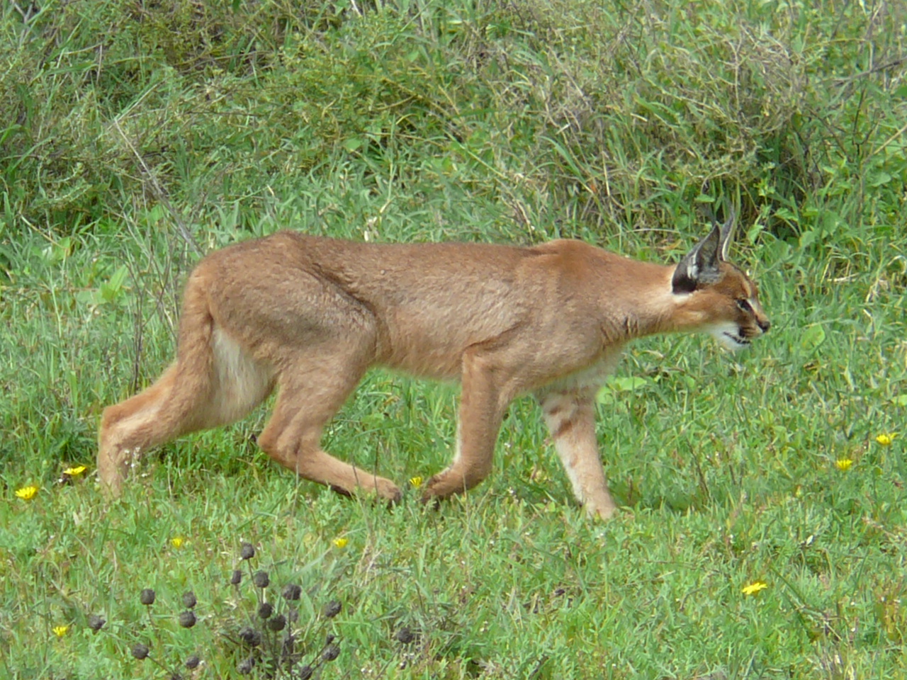 Wild caracal walking through open vegetation