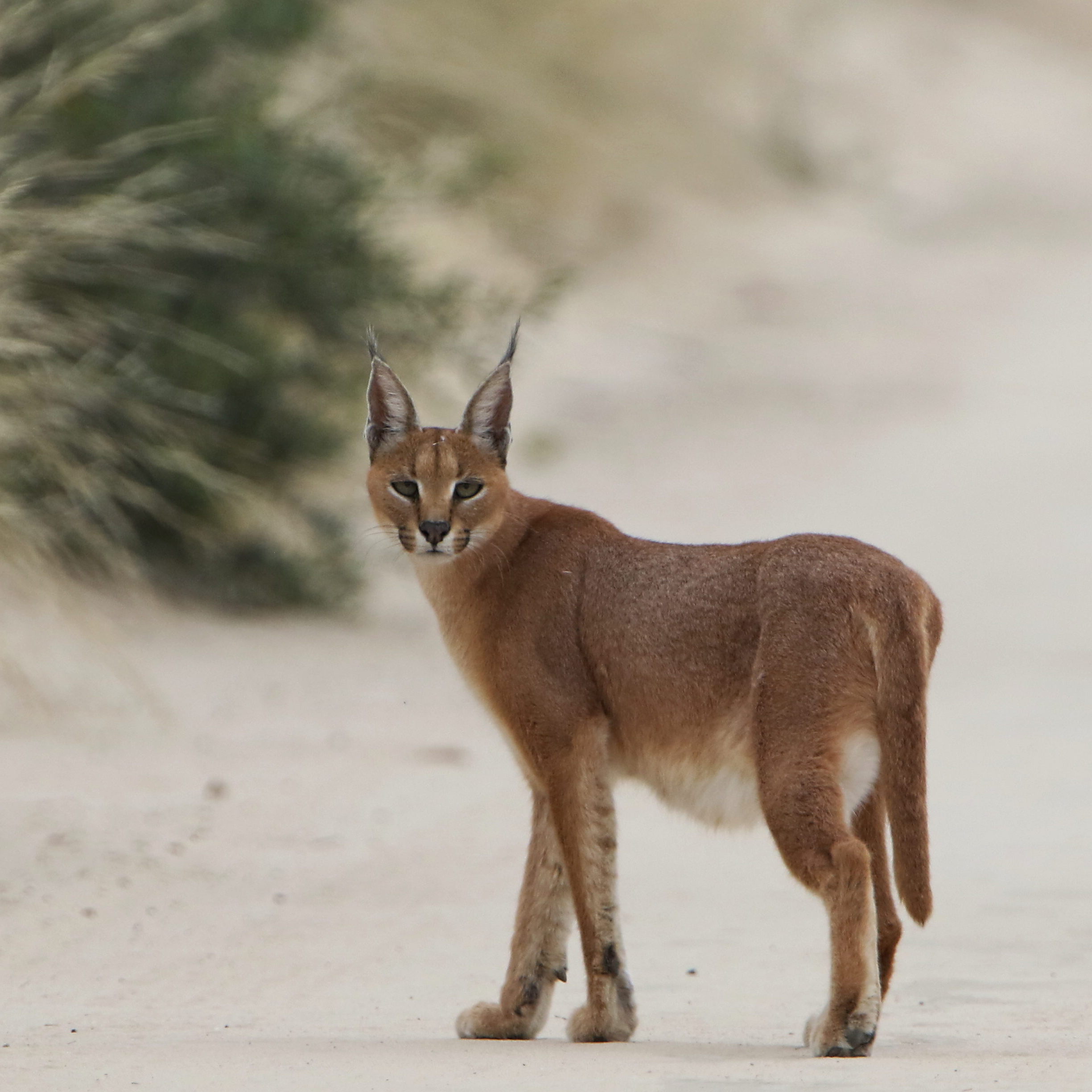 Wild caracal on a road in an arid landscape in Kgalagadi