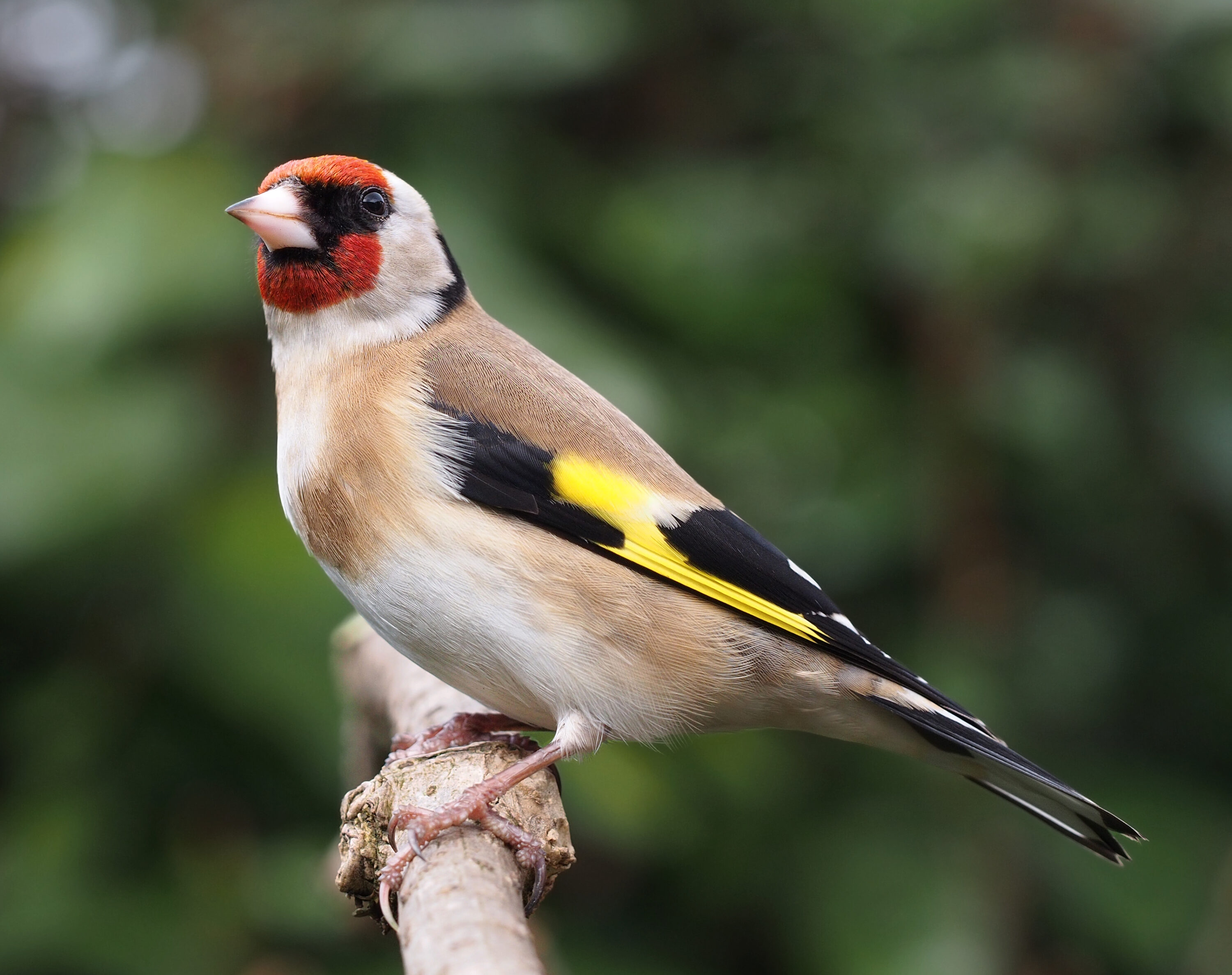 Bright close-up of a European goldfinch perched on a branch