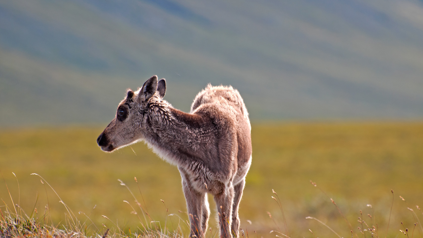 Young caribou calf standing in tundra habitat in Alaska