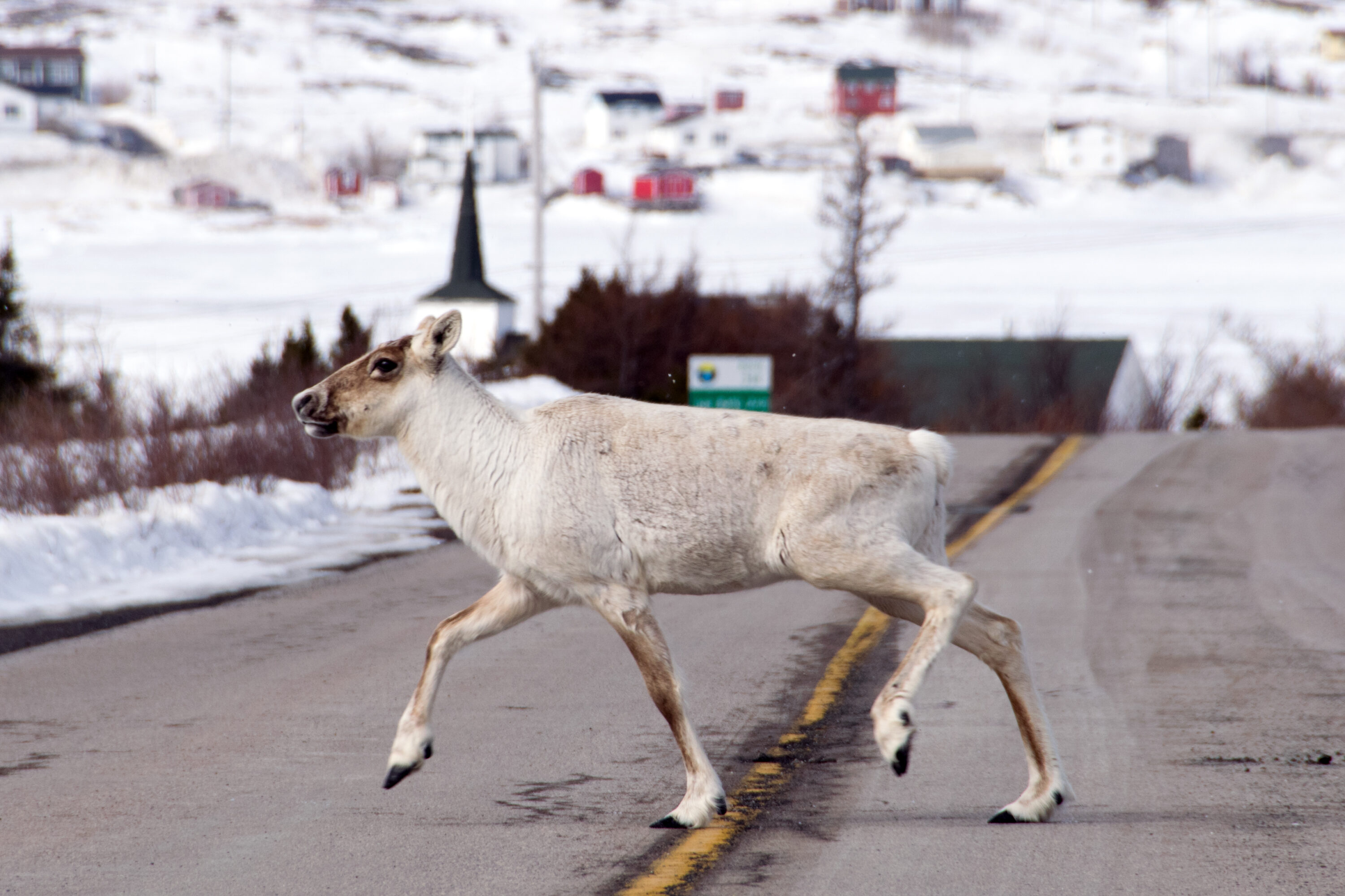 Woodland caribou in Newfoundland, Canada