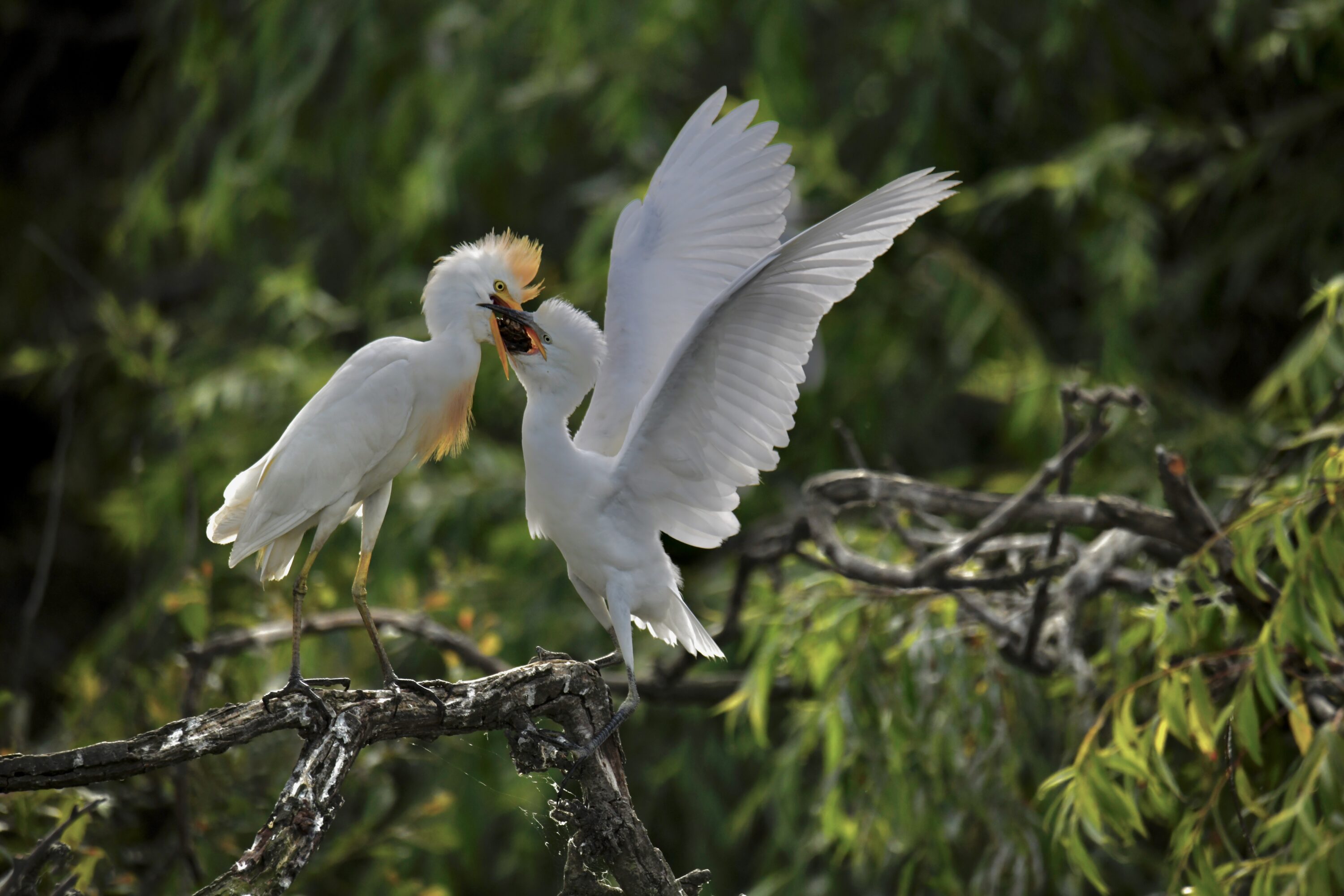 Western cattle egret feeding a chick on a branch in Portugal