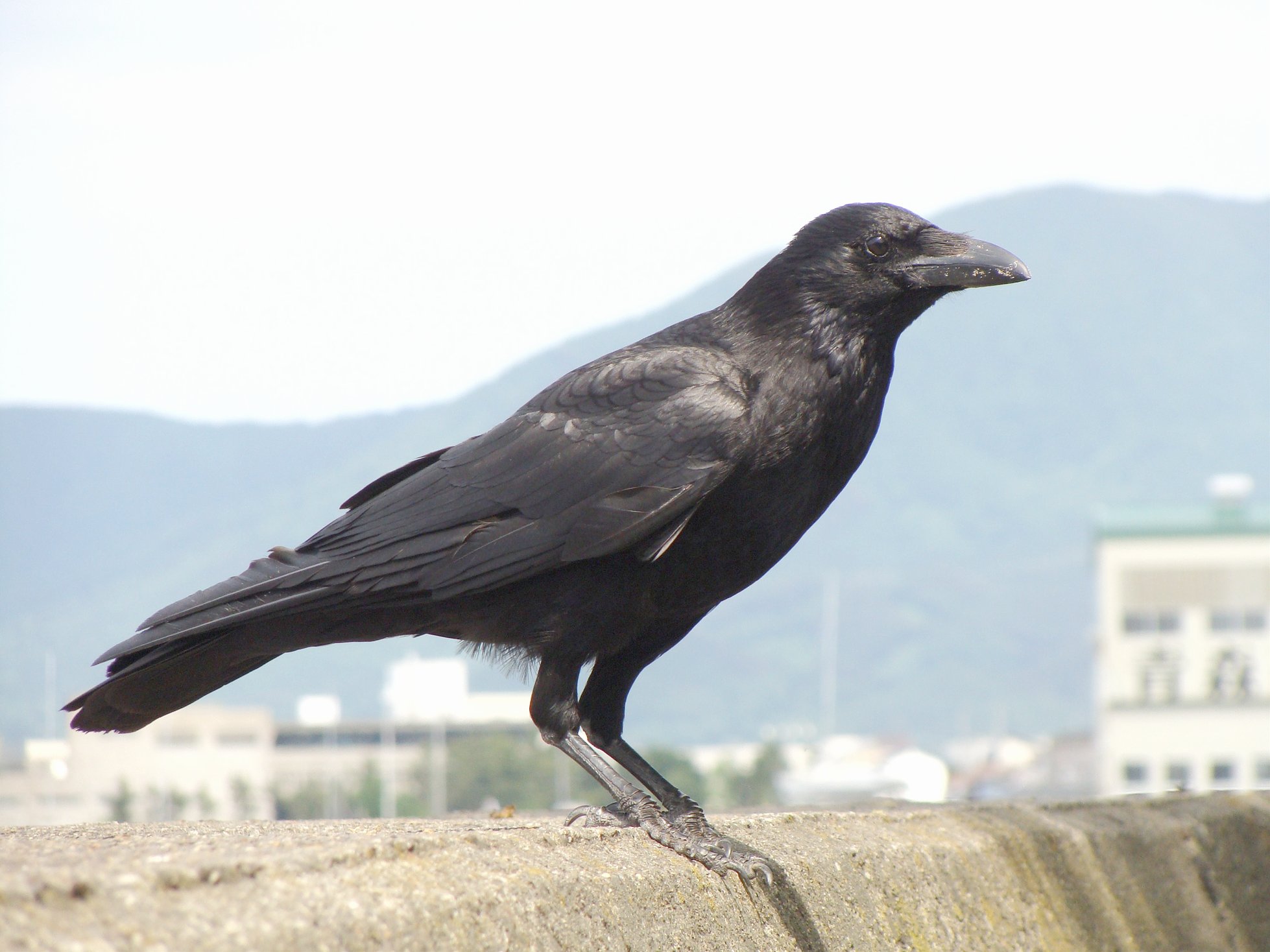 Carrion crow in Aomori, Japan