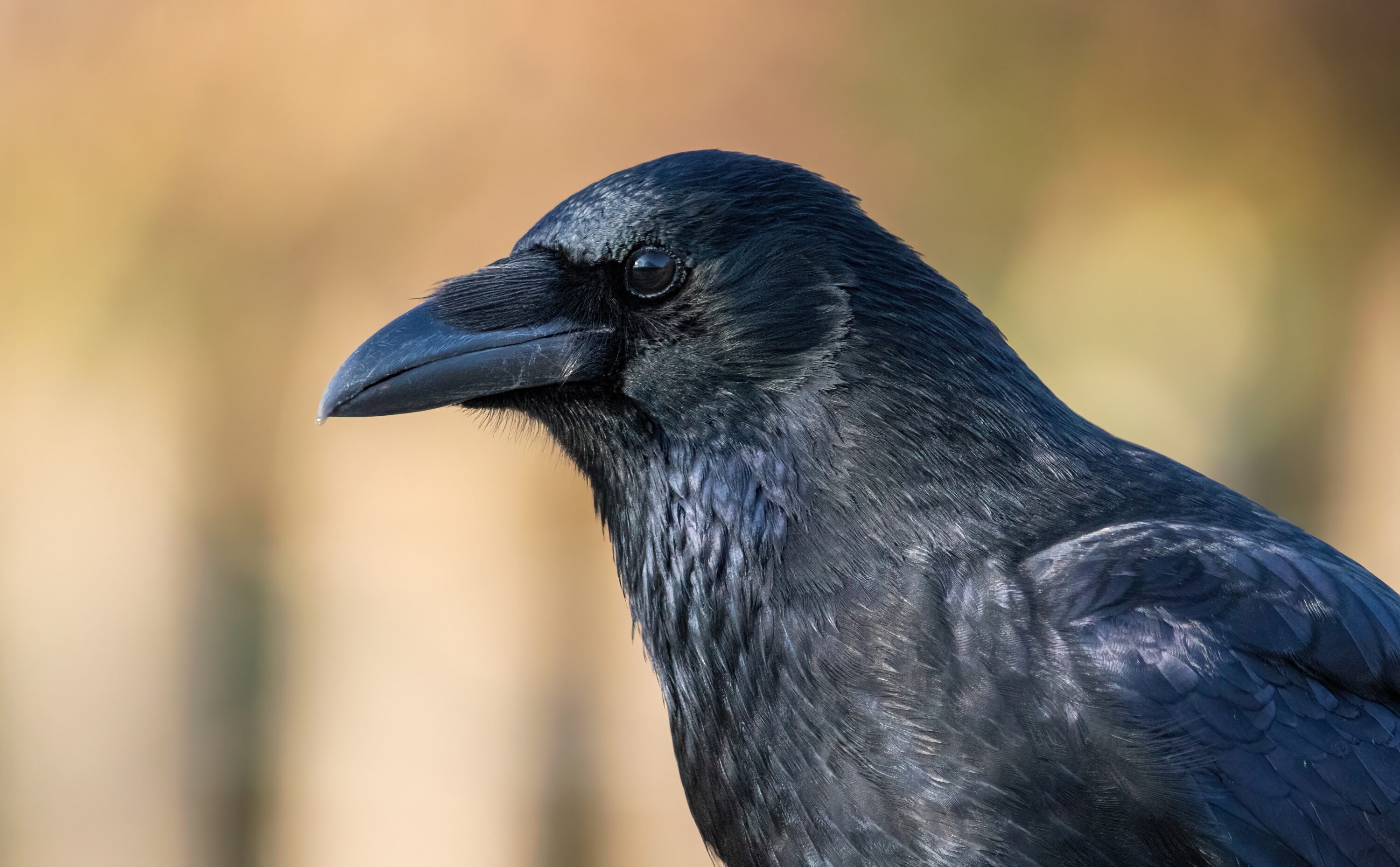 Close-up portrait of a carrion crow