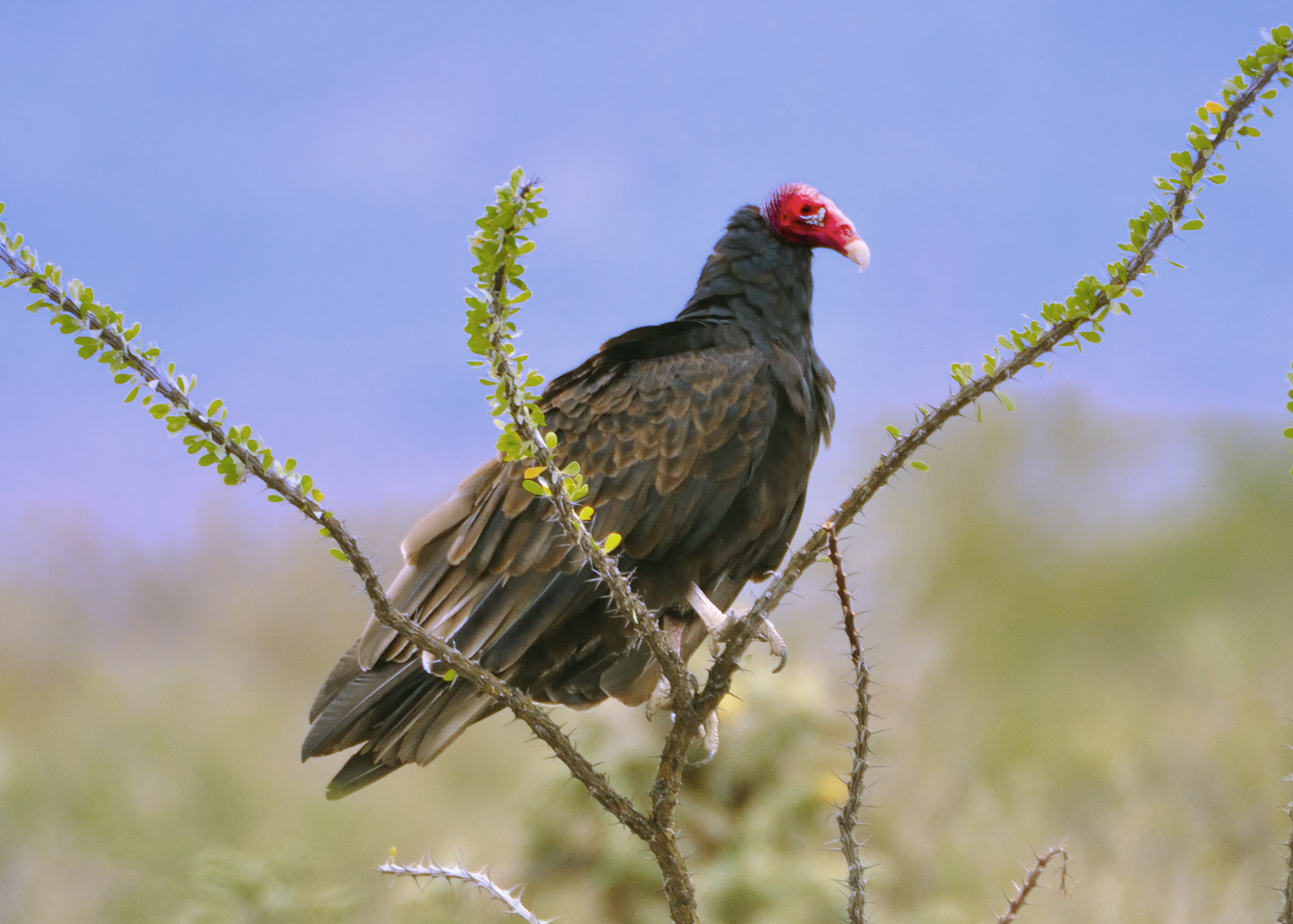 Turkey vulture perched on a thorny branch in Mexico
