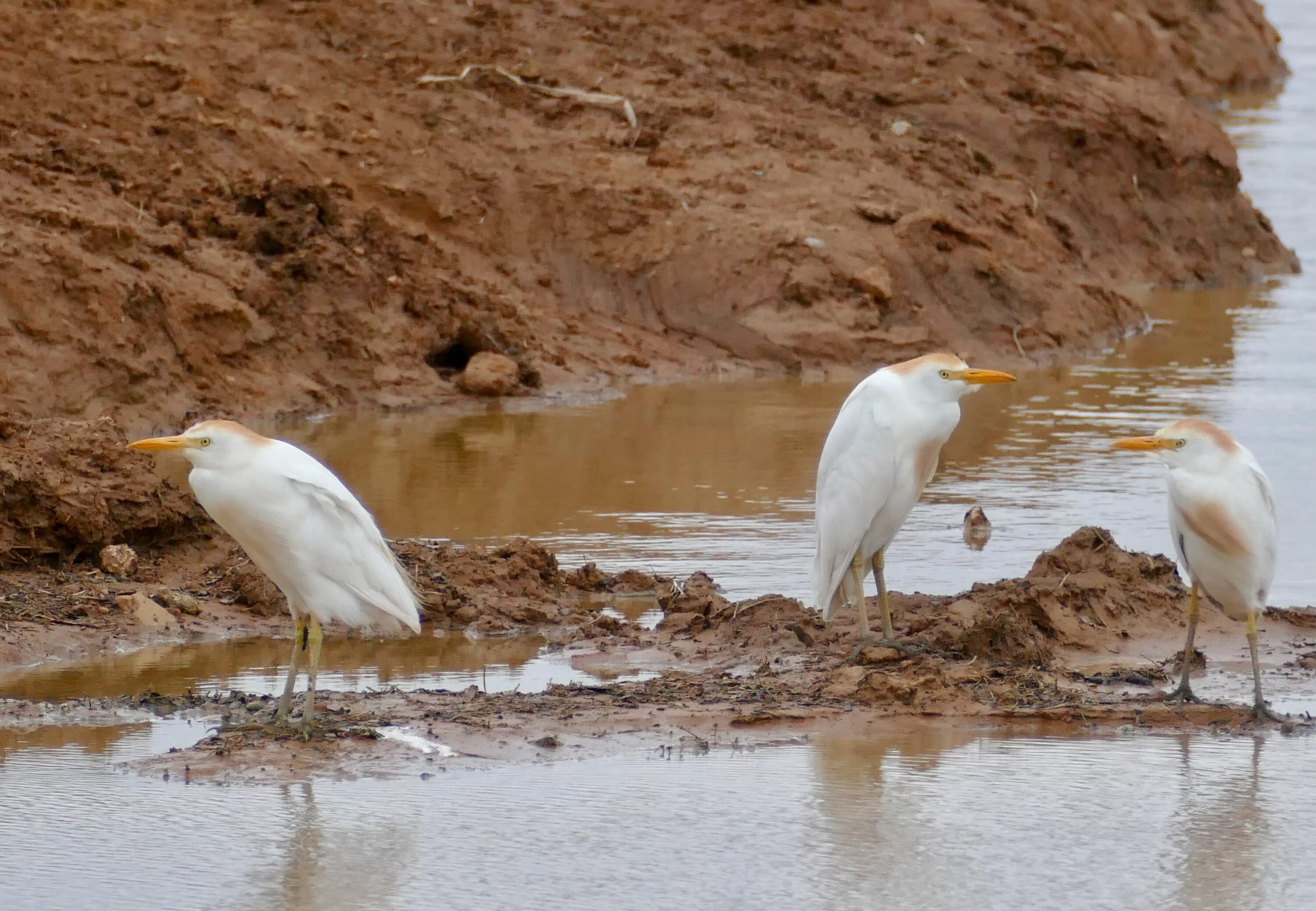 Two western cattle egrets standing together in Addo Elephant National Park, South Africa