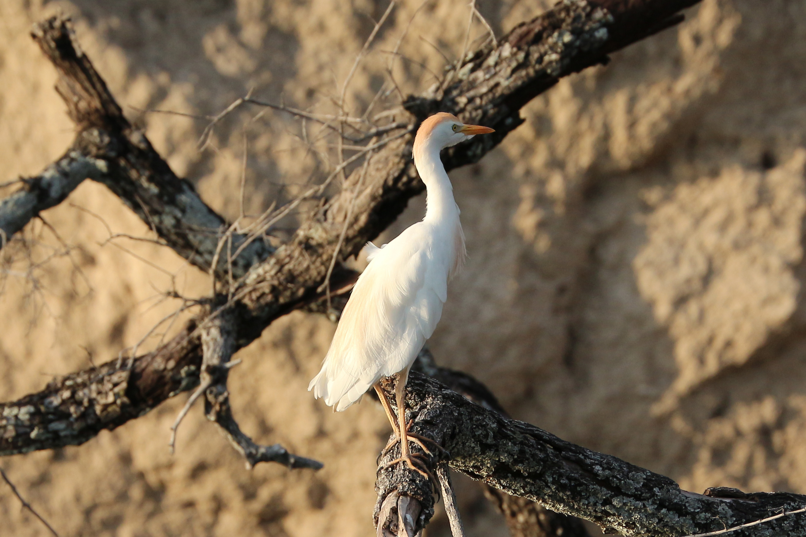 Wild western cattle egret perched on a branch near Victoria Falls, Zimbabwe