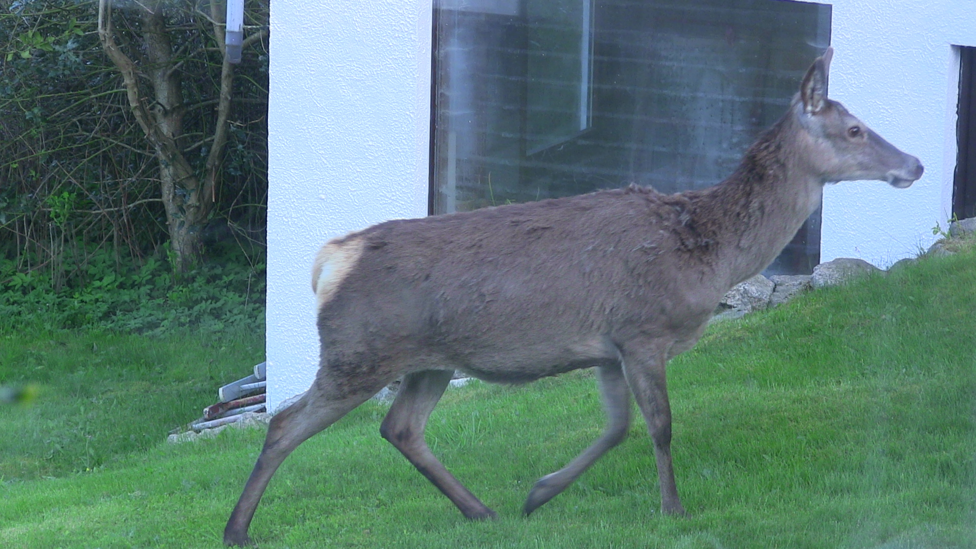 Red deer in Austevoll, Norway