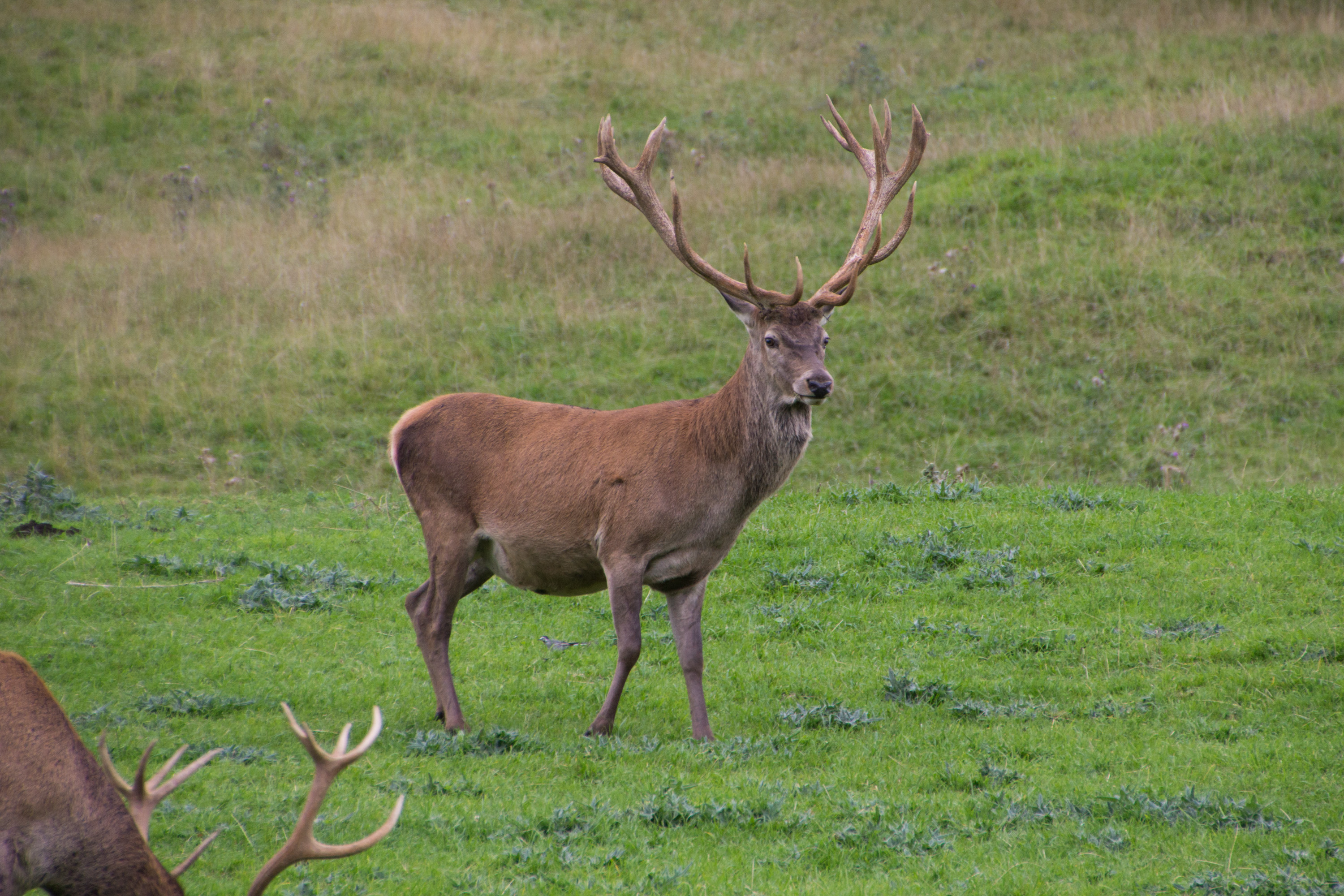Wild red deer stag standing in grassland
